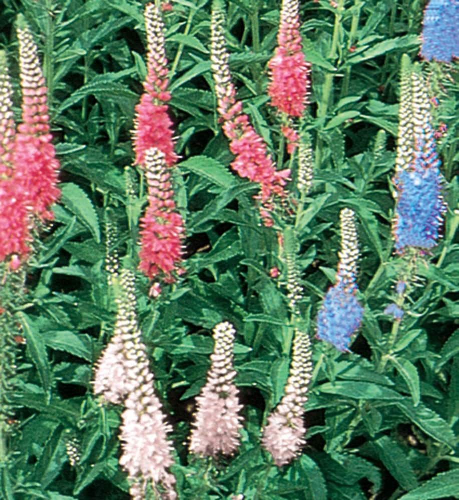 slide 1 of 1, Lowe's Multicolor Speedwell Plant in 1 -Gallon Pot, 1 ct