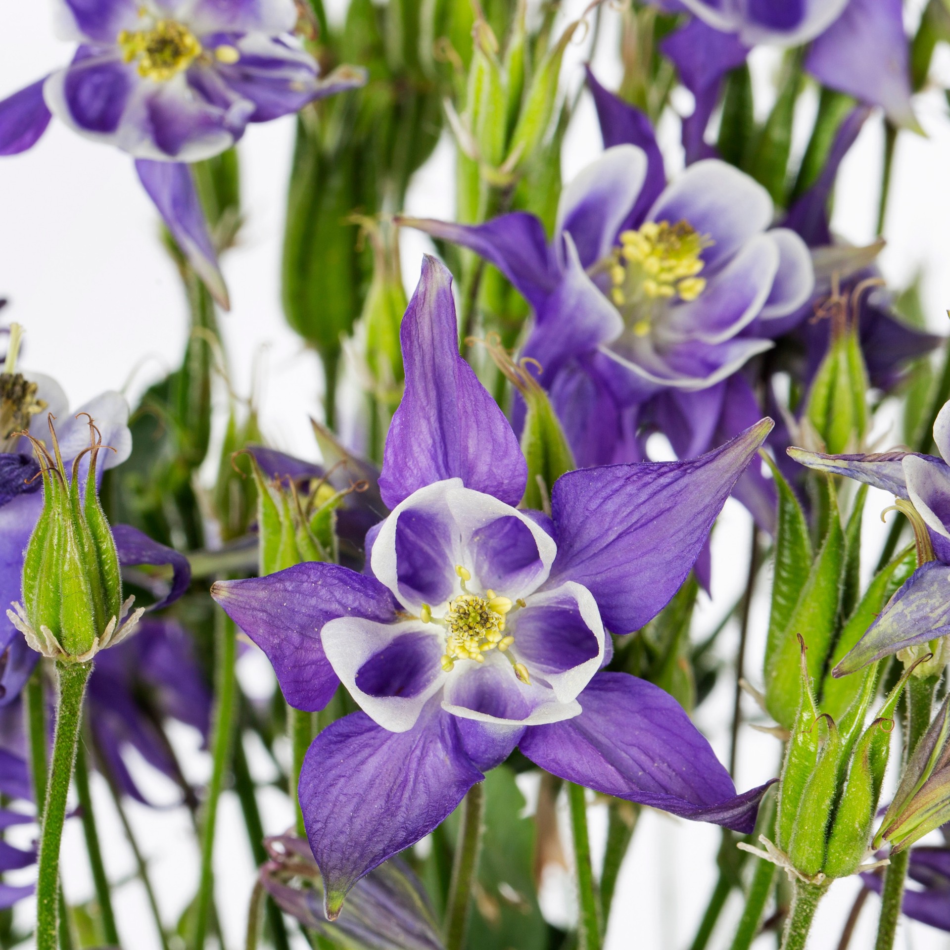 slide 2 of 4, Lowe's Columbine Aquilegia Plant in 1 -Quart, 1 ct