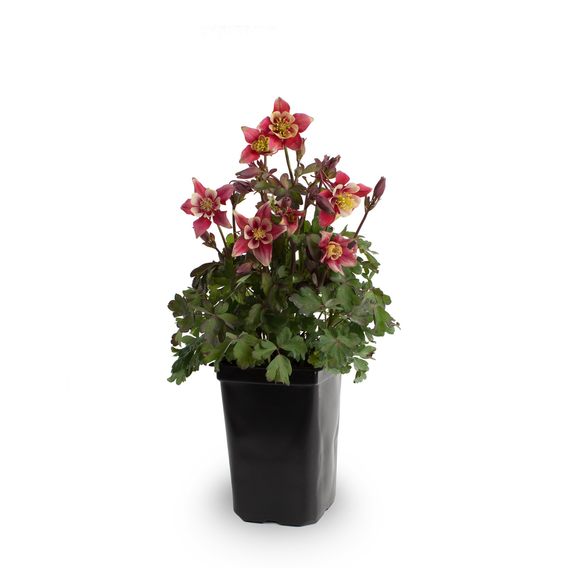 slide 3 of 4, Lowe's Columbine Aquilegia Plant in 1 -Quart, 1 ct