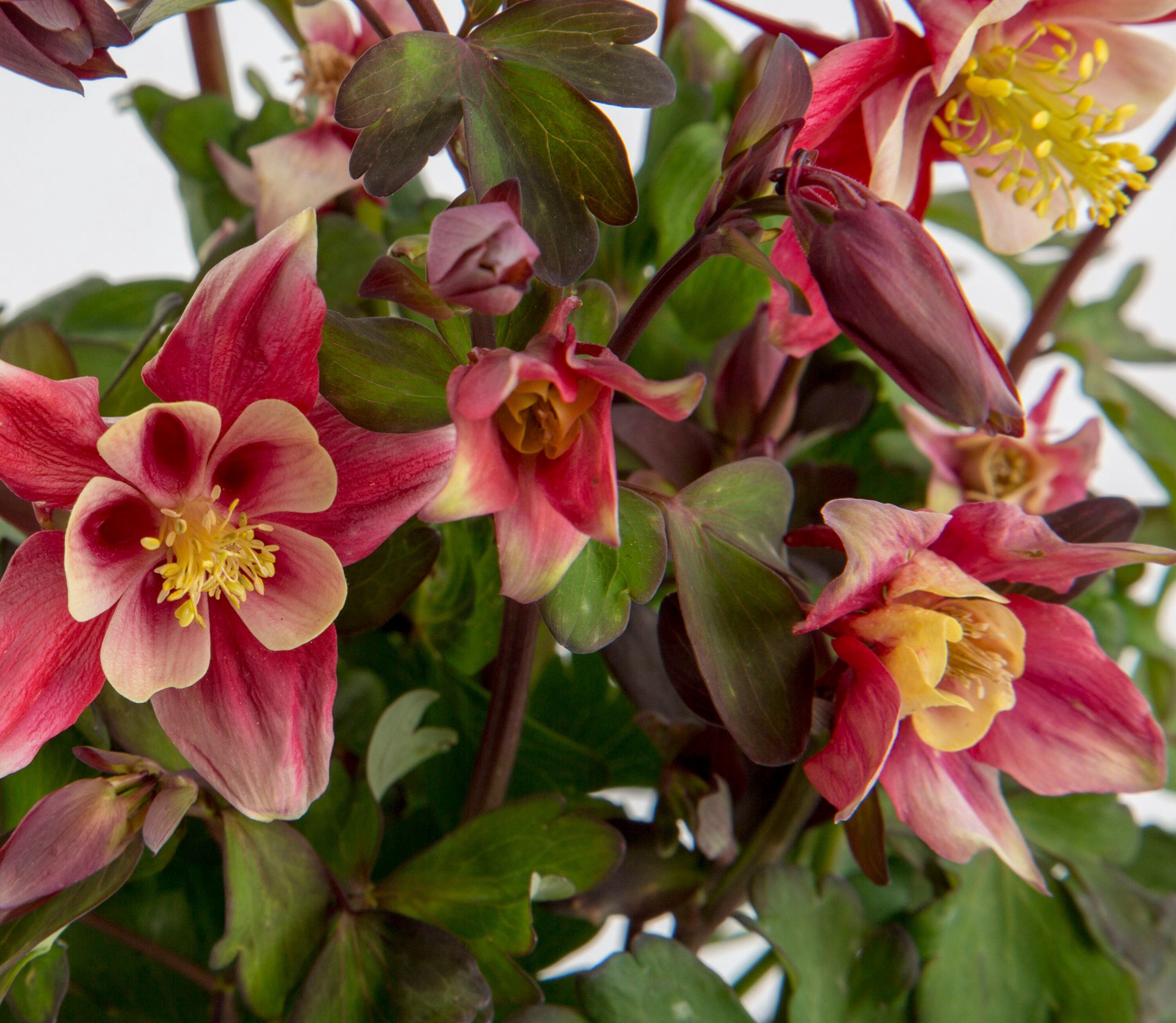 slide 4 of 4, Lowe's Columbine Aquilegia Plant in 1 -Quart, 1 ct