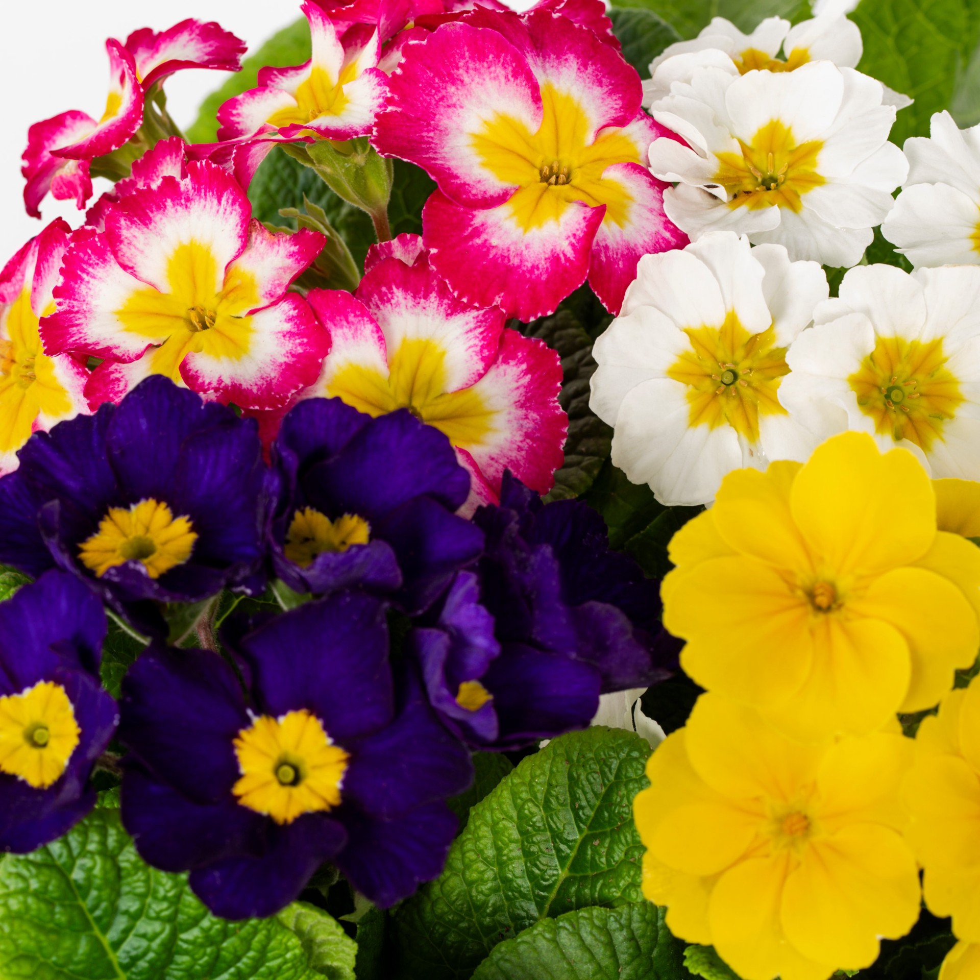 slide 2 of 4, Lowe's Multicolor Primrose Plant in 1.2 -Gallon Planter 1 -Pack, 1 ct