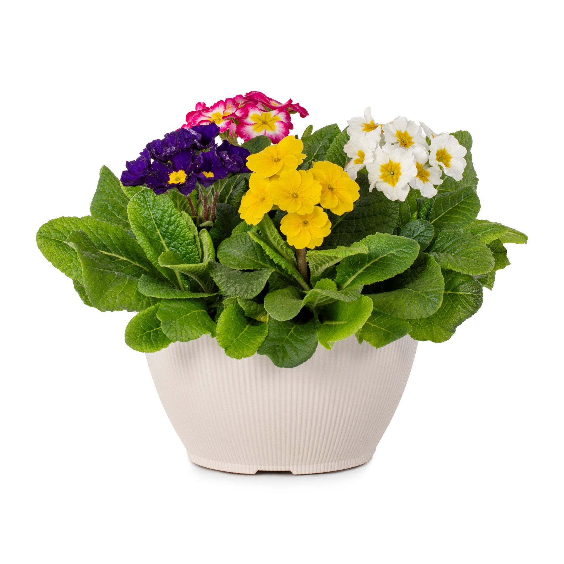 slide 1 of 4, Lowe's Multicolor Primrose Plant in 1.2 -Gallon Planter 1 -Pack, 1 ct