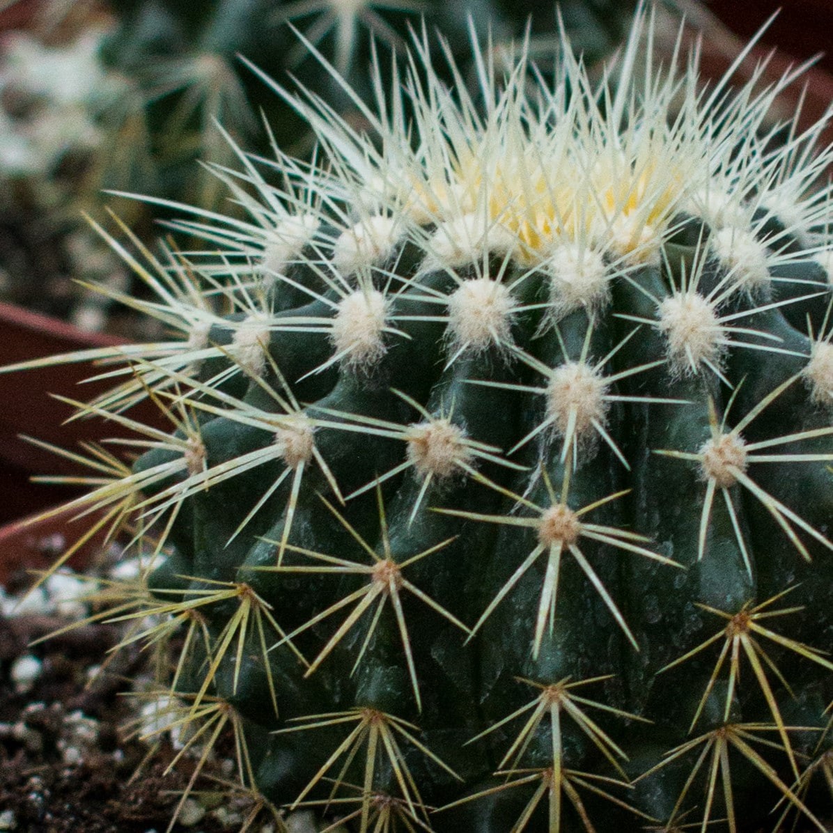 slide 2 of 4, Lowe's Golden Barrel Cactus Accent Shrub in 2.2 -Gallon Pot 1 -Pack with Yellow Blooms, 1 ct