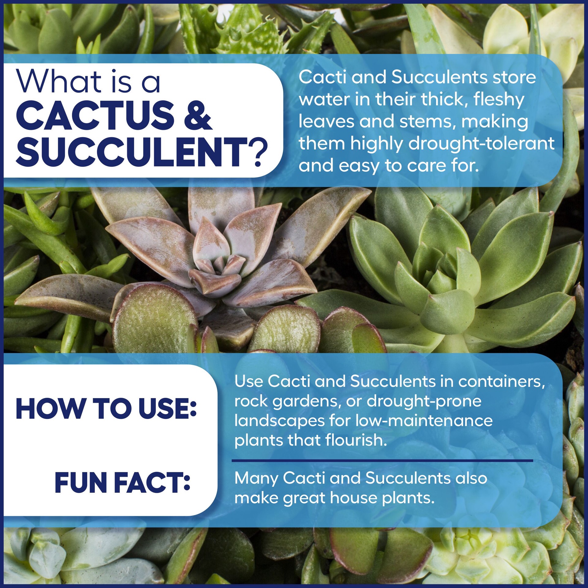 slide 3 of 4, Lowe's Golden Barrel Cactus Accent Shrub in 2.2 -Gallon Pot 1 -Pack with Yellow Blooms, 1 ct