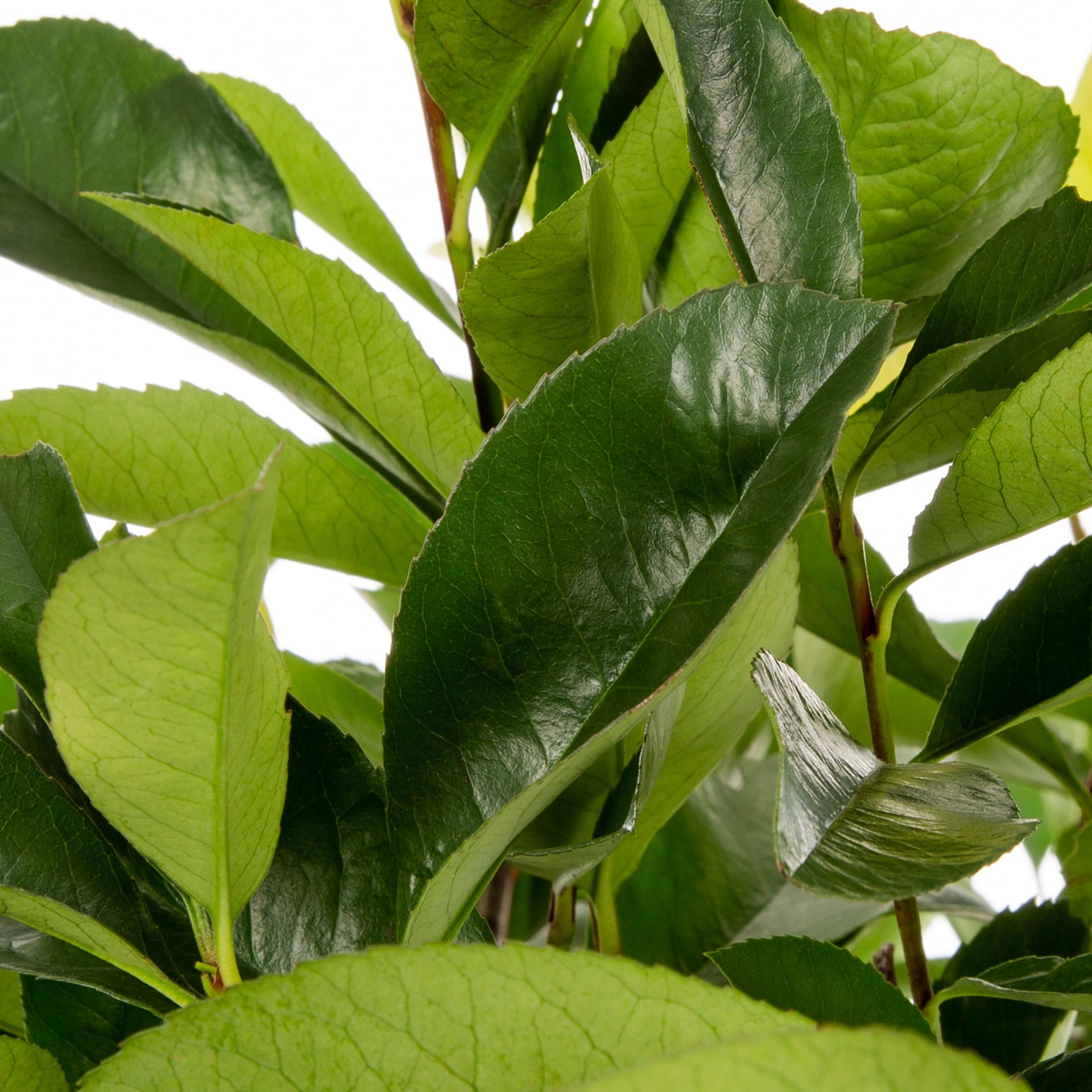 slide 2 of 4, Lowe's Red Tip Photinia Screening Shrub in 2.25 -Gallon Pot 1 -Pack with White Blooms, 1 ct