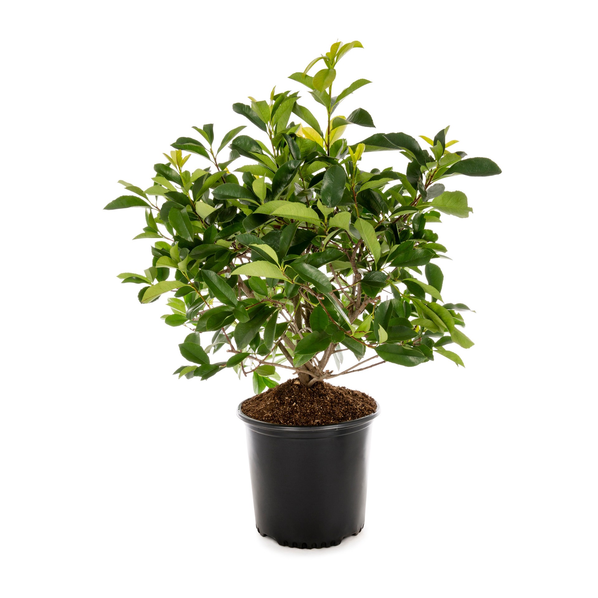 slide 1 of 4, Lowe's Red Tip Photinia Screening Shrub in 2.25 -Gallon Pot 1 -Pack with White Blooms, 1 ct