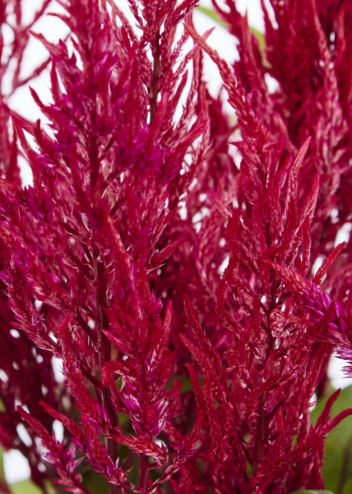 slide 2 of 6, Lowe's Multicolor Cockscomb in 2-Quart Pot, 1 ct