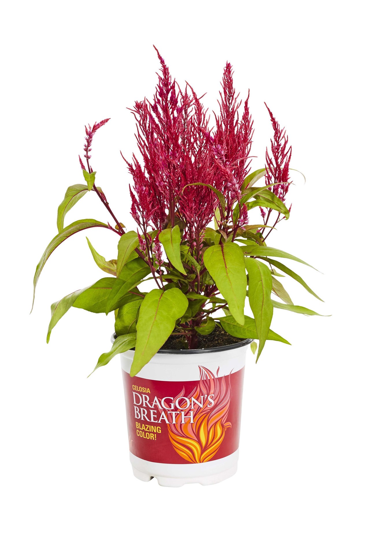 slide 3 of 6, Lowe's Multicolor Cockscomb in 2-Quart Pot, 1 ct