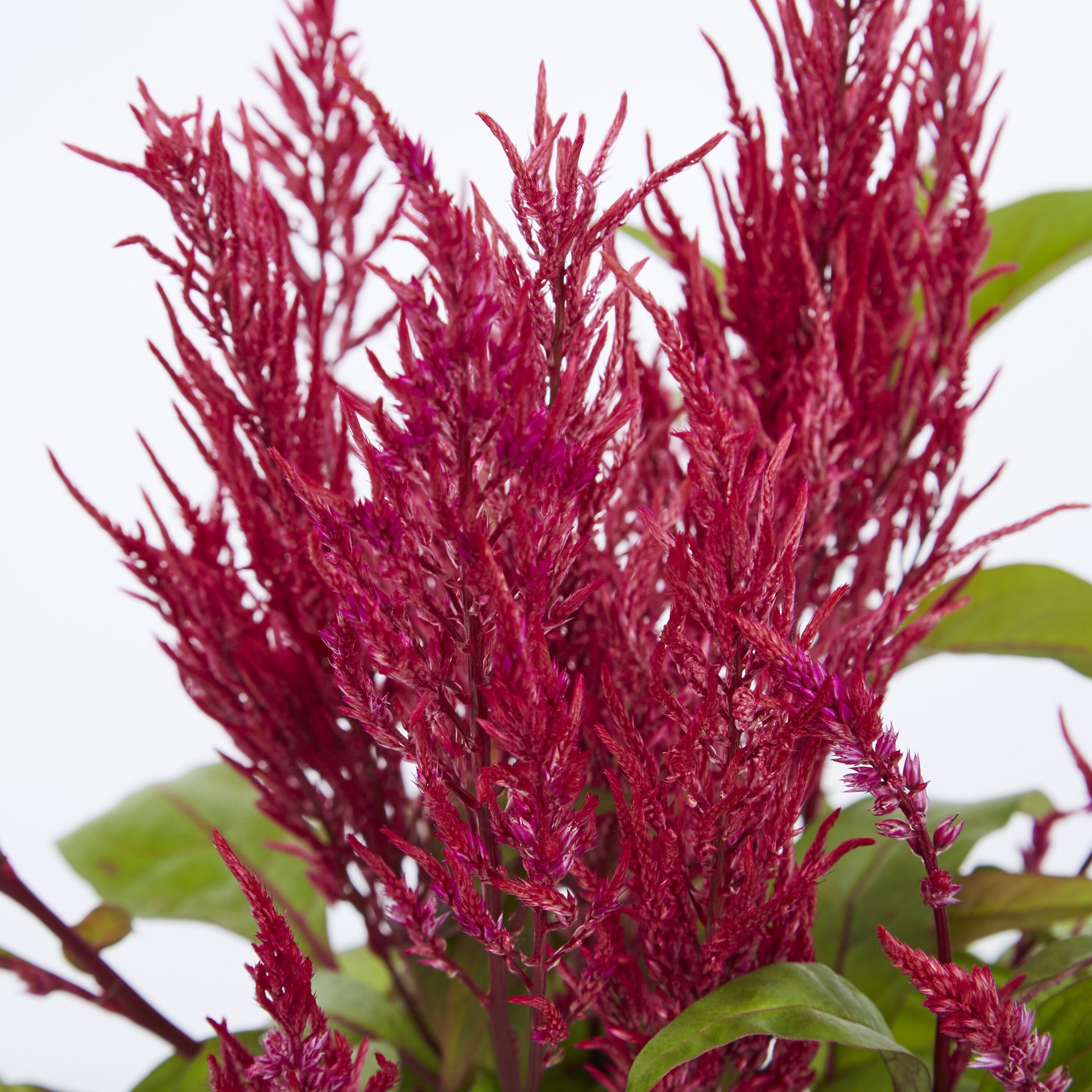 slide 4 of 6, Lowe's Multicolor Cockscomb in 2-Quart Pot, 1 ct