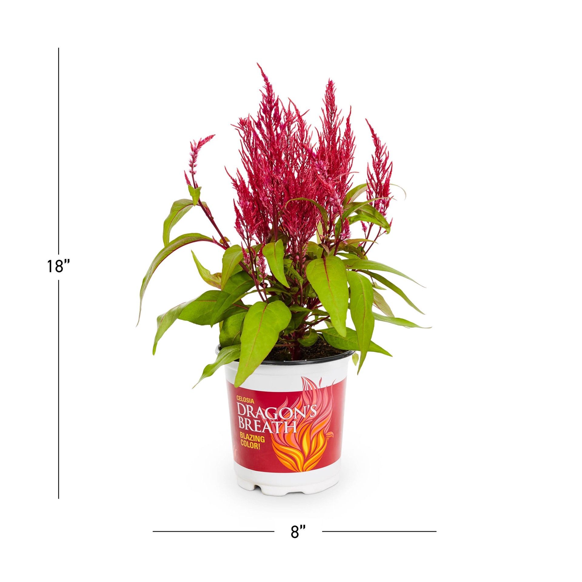 slide 5 of 6, Lowe's Multicolor Cockscomb in 2-Quart Pot, 1 ct