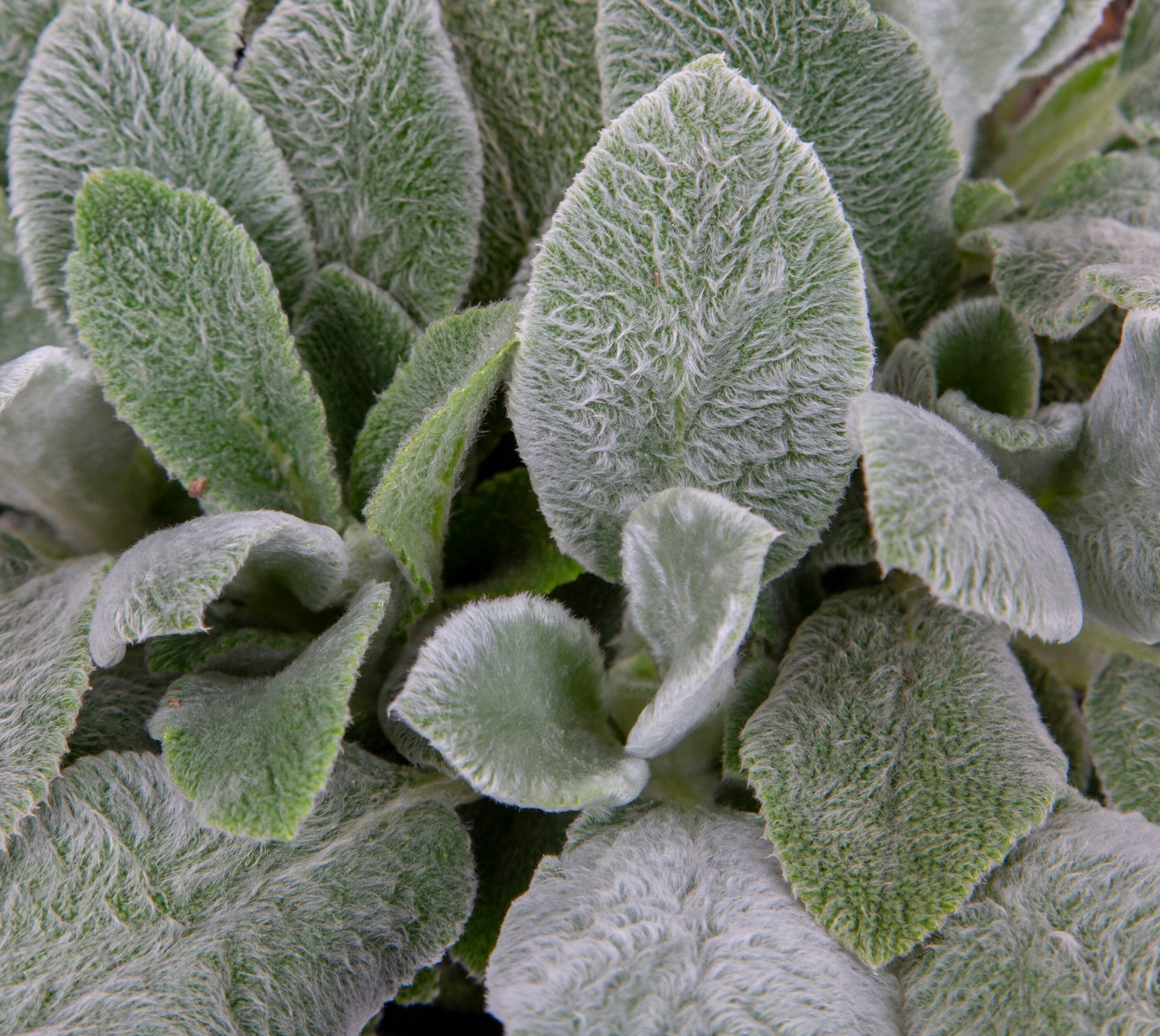 slide 2 of 4, Lowe's Multicolor Mixed Canna Lily Plant in 2 -Quart Pot 1 -Pack, 1 ct