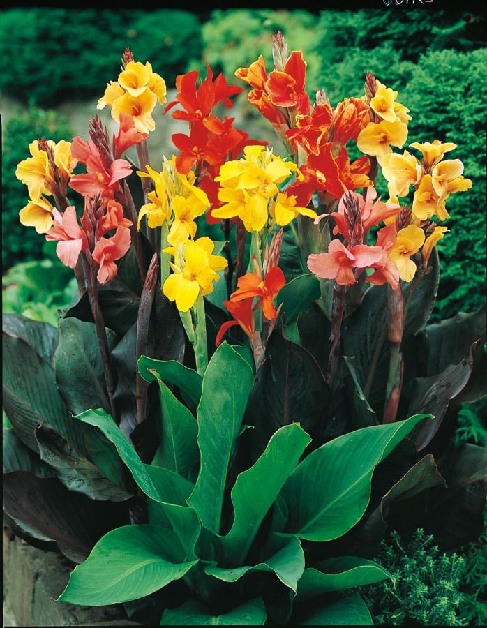 slide 1 of 4, Lowe's Multicolor Mixed Canna Lily Plant in 2 -Quart Pot 1 -Pack, 1 ct
