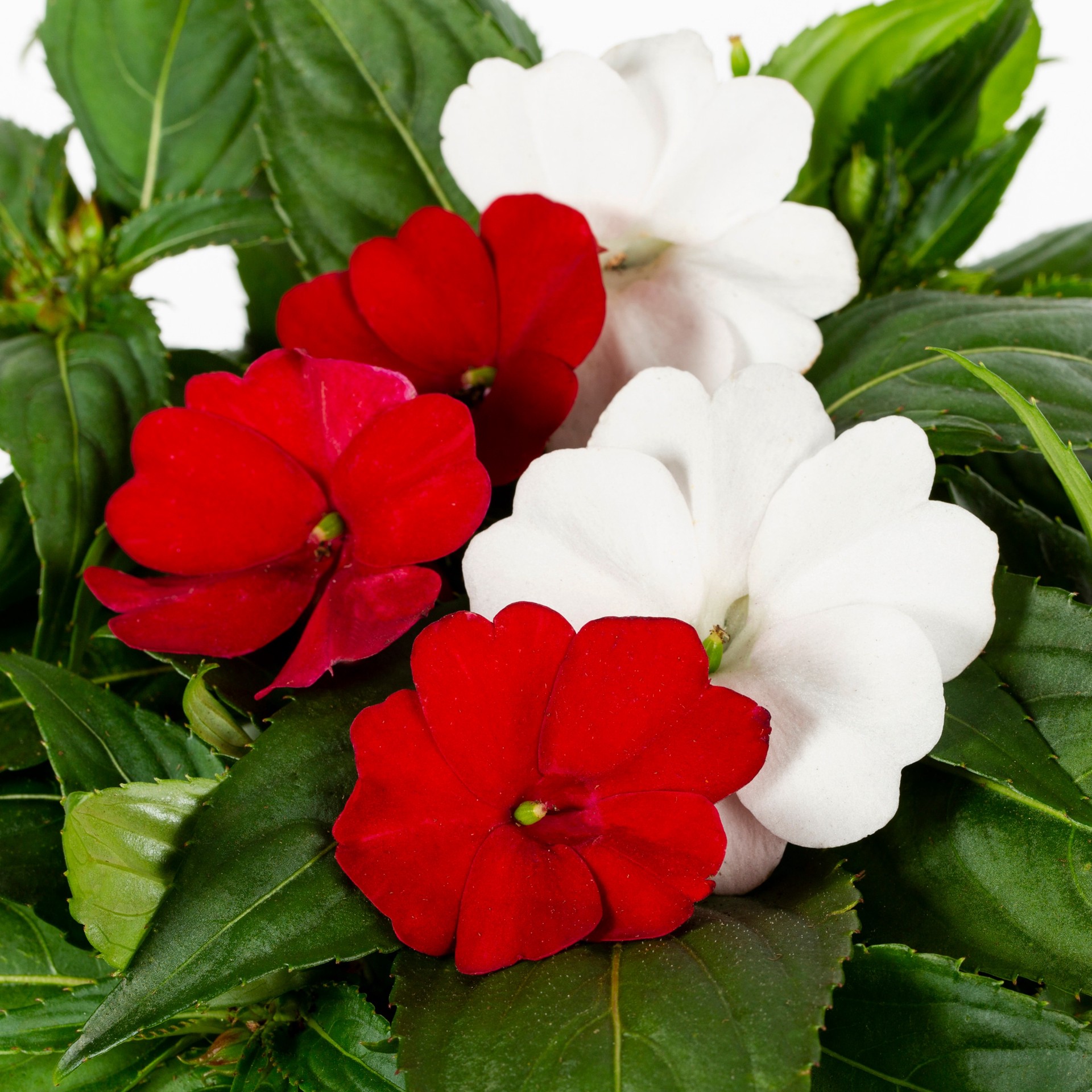 slide 2 of 6, Lowe's Multicolor SUNPATIENS in 2 Quart(s) Pot 1 -Pack, 1 ct