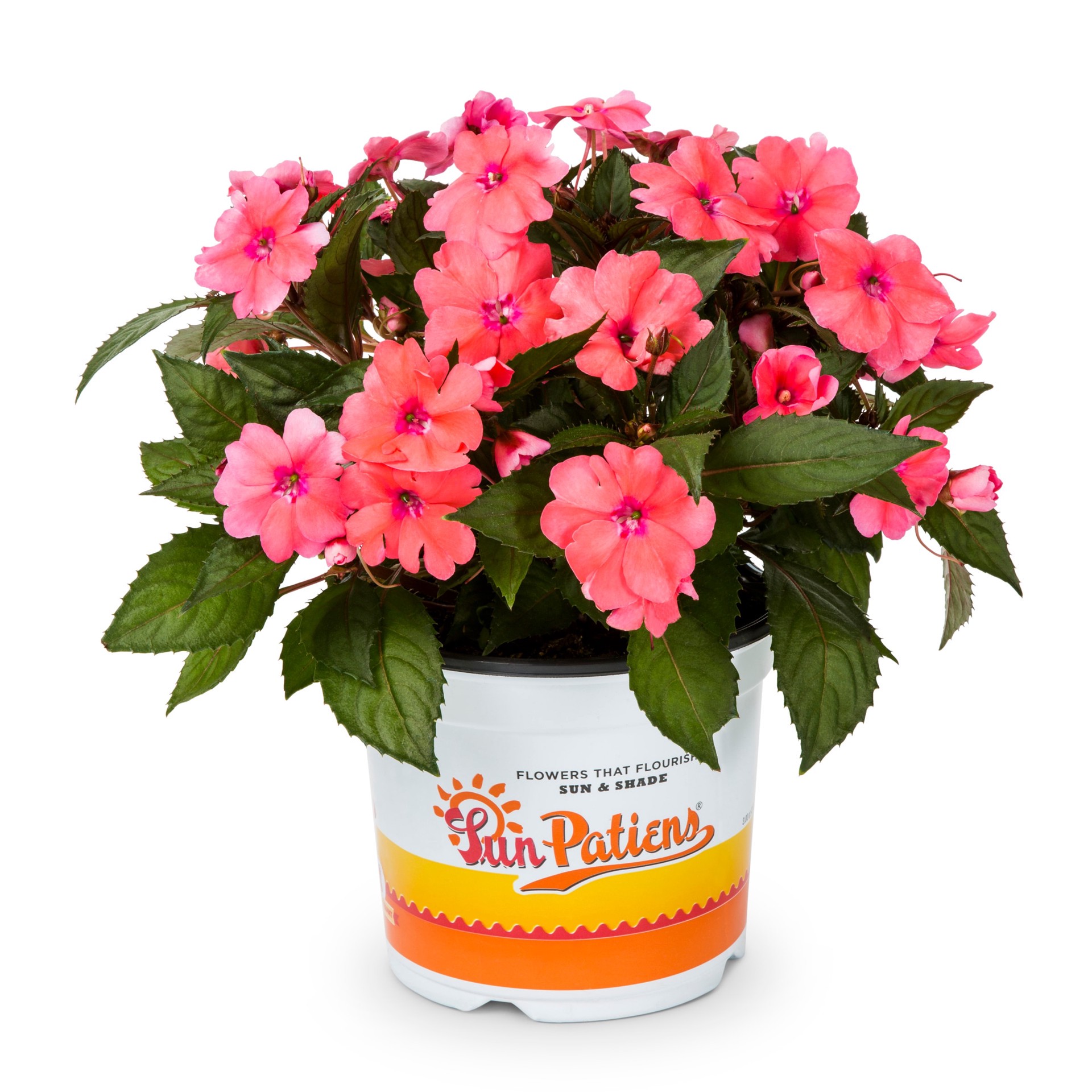 slide 3 of 6, Lowe's Multicolor SUNPATIENS in 2 Quart(s) Pot 1 -Pack, 1 ct