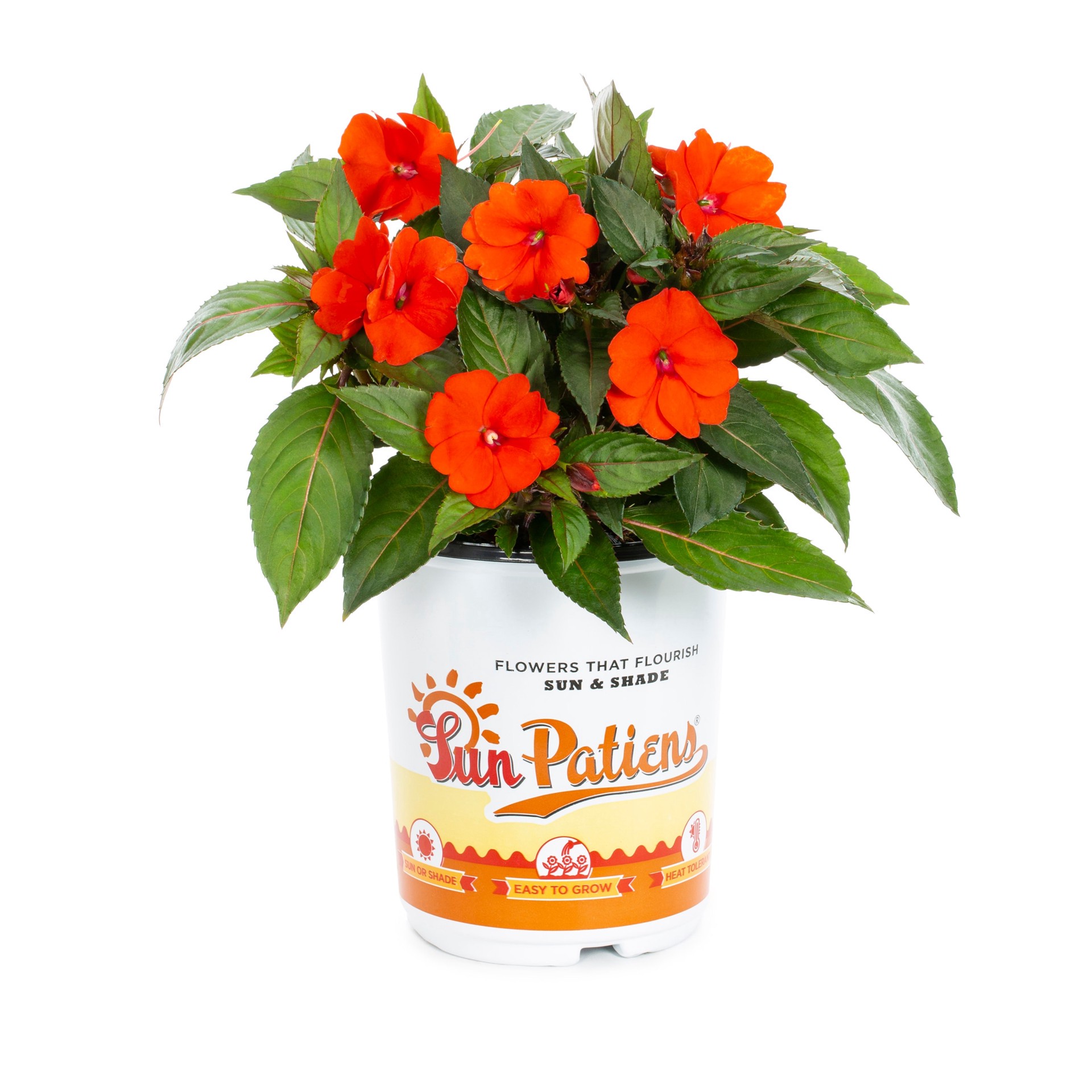 slide 5 of 6, Lowe's Multicolor SUNPATIENS in 2 Quart(s) Pot 1 -Pack, 1 ct