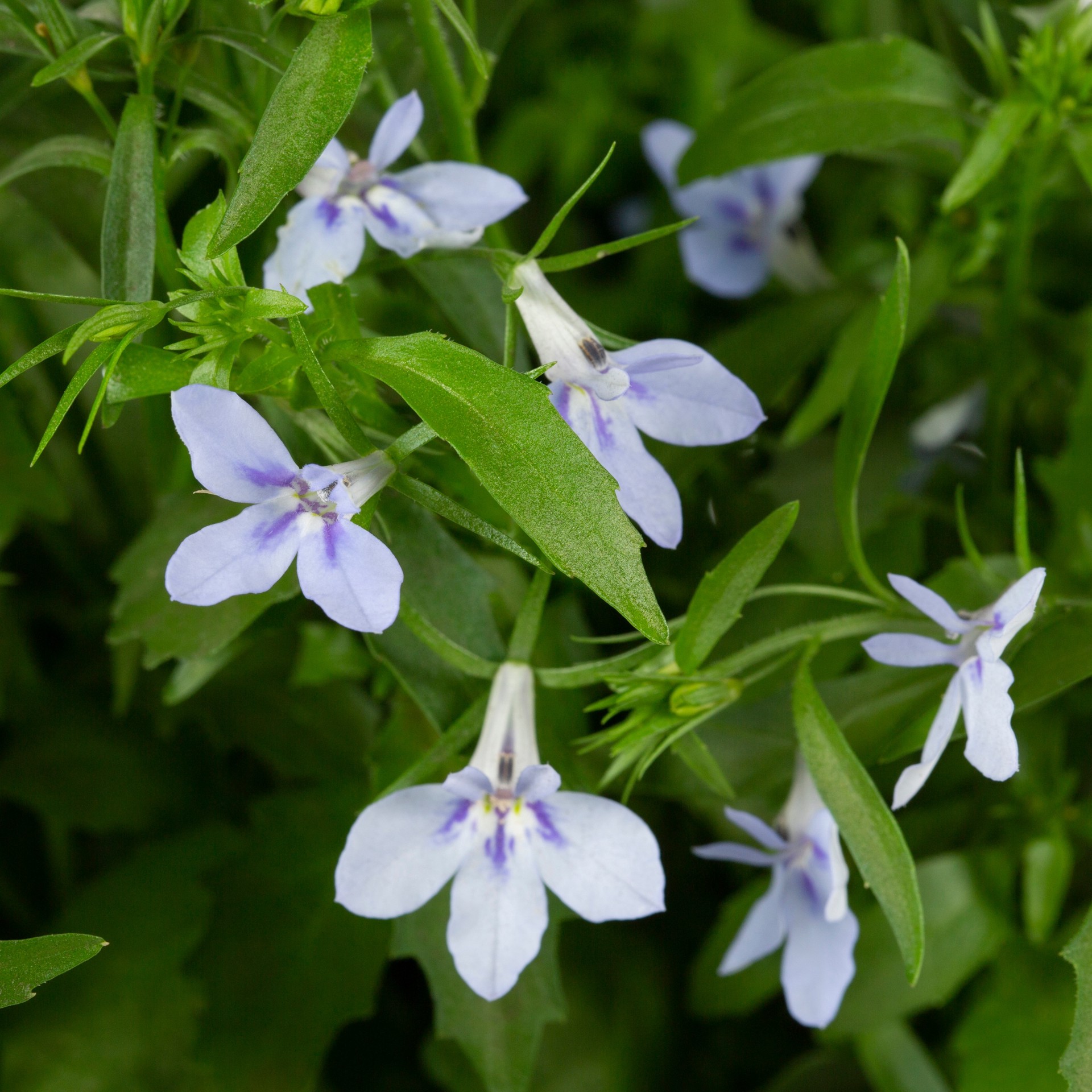 slide 2 of 4, Lowe's Multicolor Lobelia in 2.5 Quart(s) Pot 1 -Pack, 1 ct