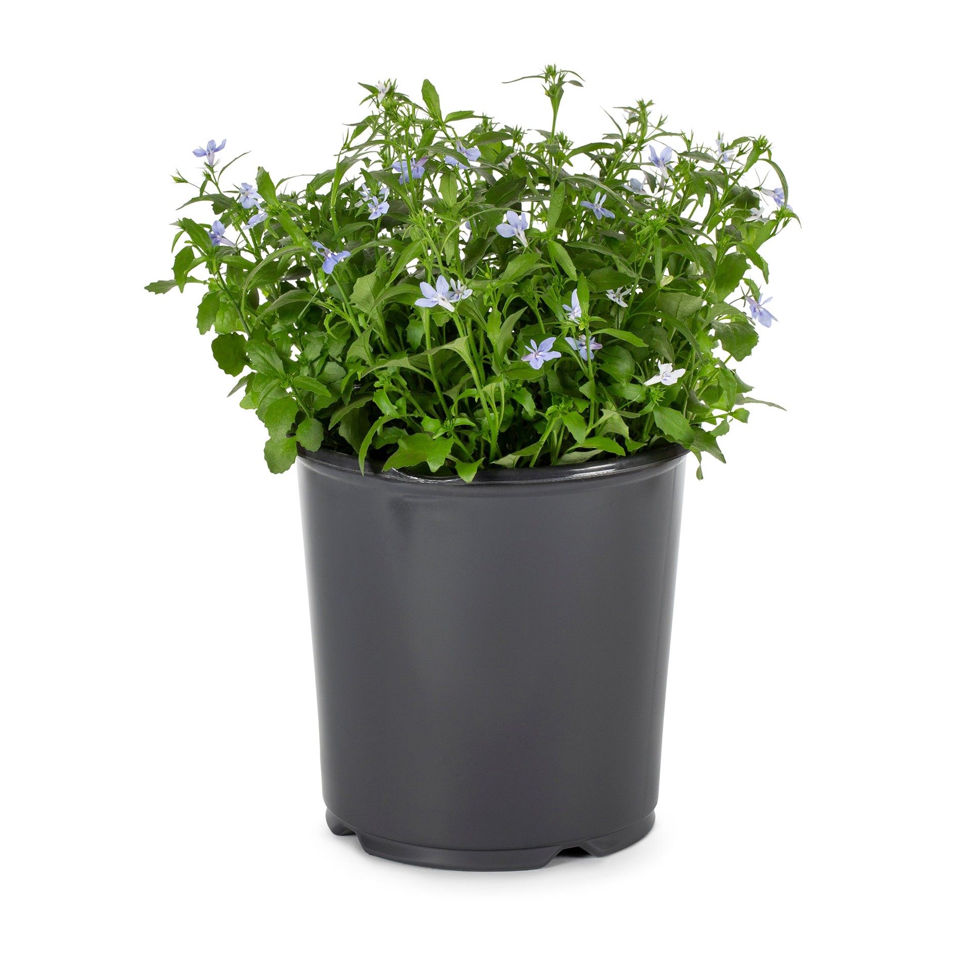 slide 1 of 4, Lowe's Multicolor Lobelia in 2.5 Quart(s) Pot 1 -Pack, 1 ct
