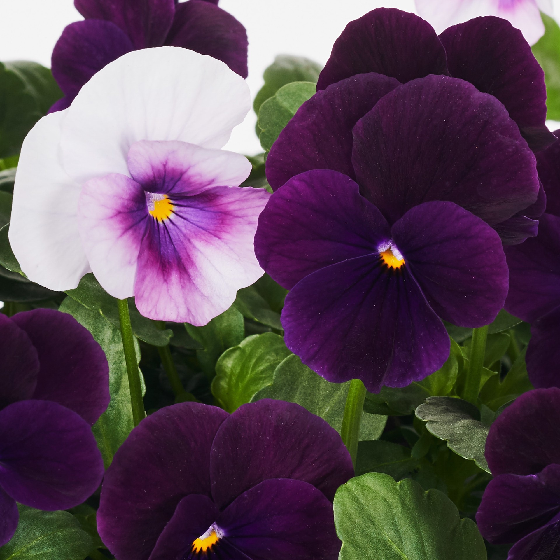 slide 2 of 6, Lowe's Multicolor Viola in 2.5-Quart Pot, 1 ct