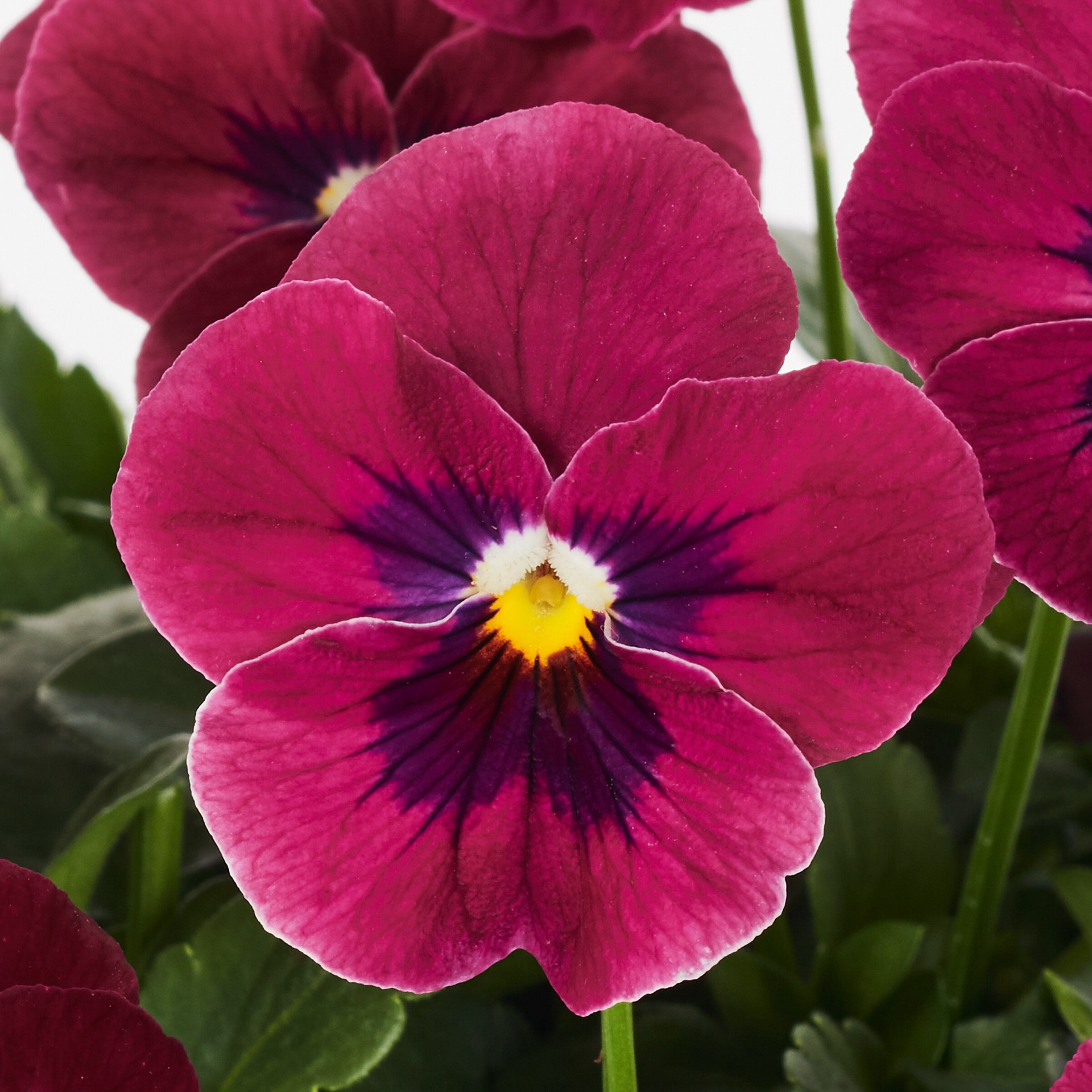 slide 3 of 6, Lowe's Multicolor Viola in 2.5-Quart Pot, 1 ct