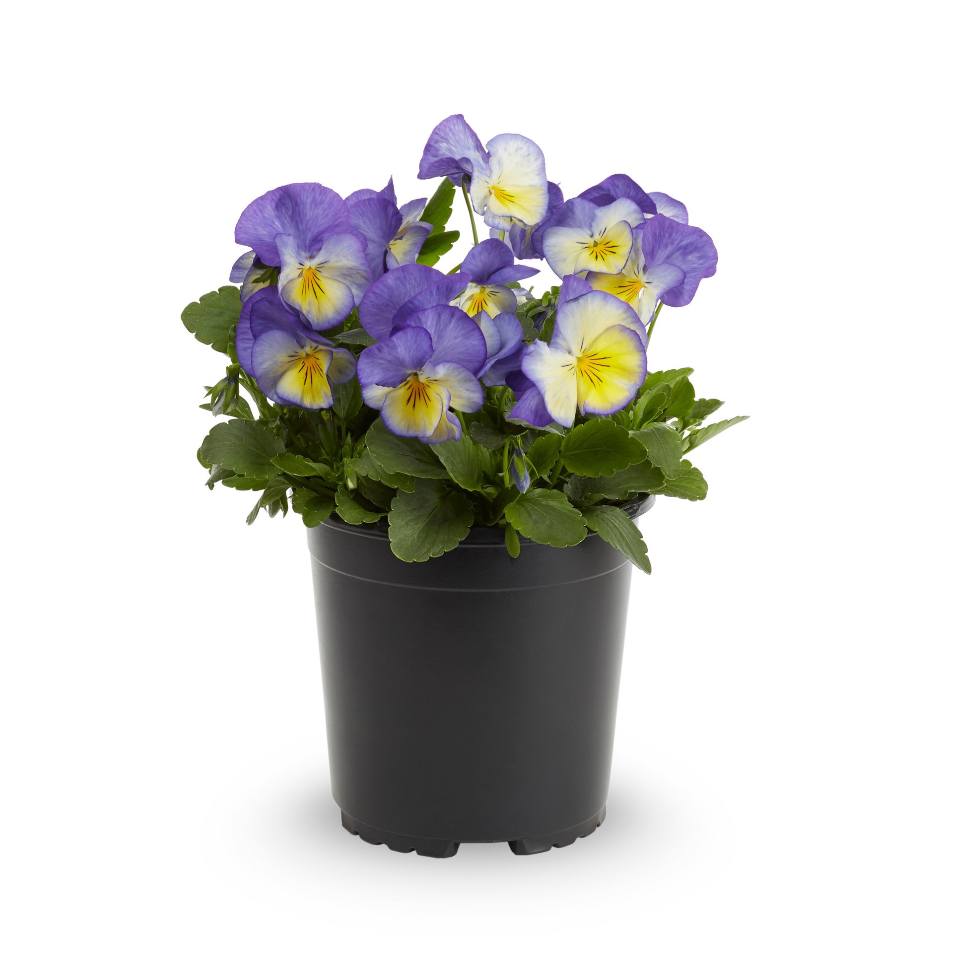 slide 1 of 6, Lowe's Multicolor Viola in 2.5-Quart Pot, 1 ct