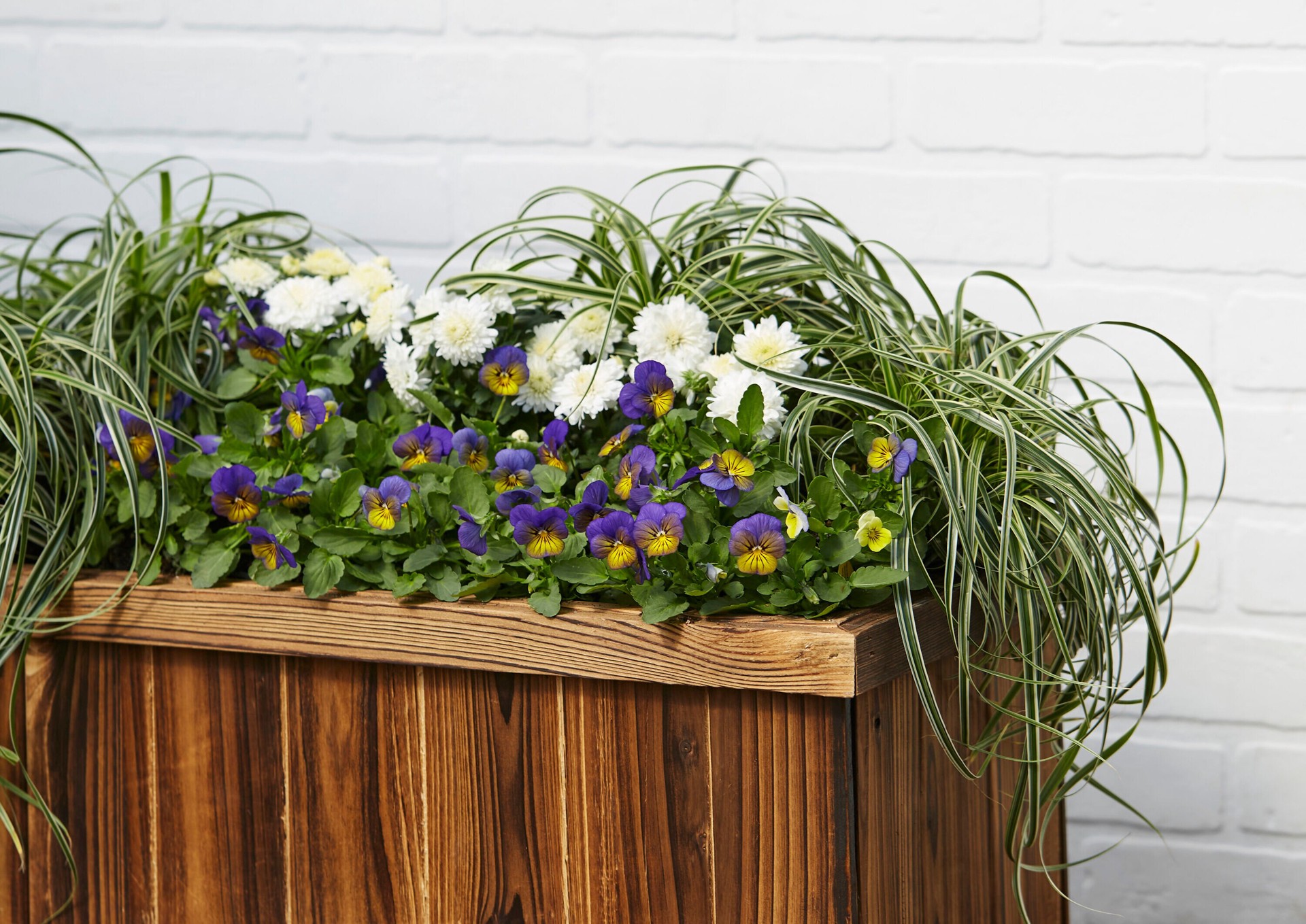 slide 6 of 6, Lowe's Multicolor Viola in 2.5-Quart Pot, 1 ct