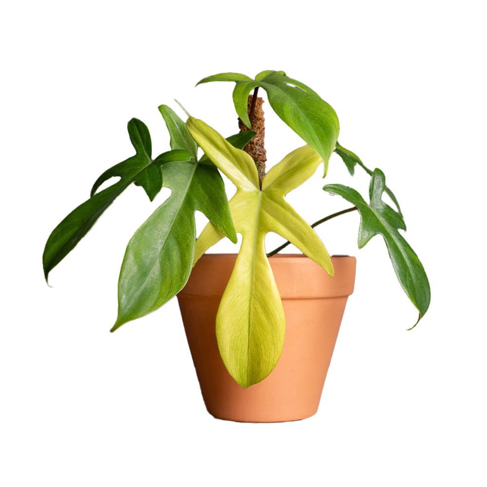 slide 1 of 1, Better-Gro 1.3-GAL PHILODENDRON FLORIDA GHOST, 1 ct
