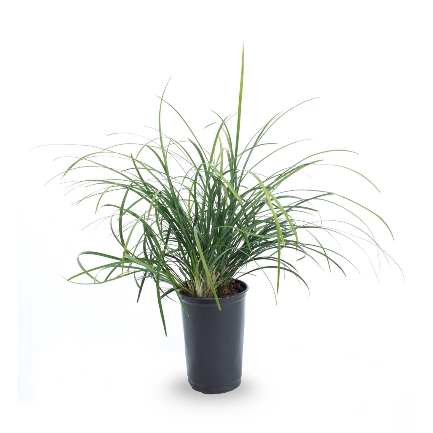 slide 1 of 4, Lowe's White Dwarf Mondo Grass Plant in 1.5 -Pint Pot 1 -Pack, 1 ct
