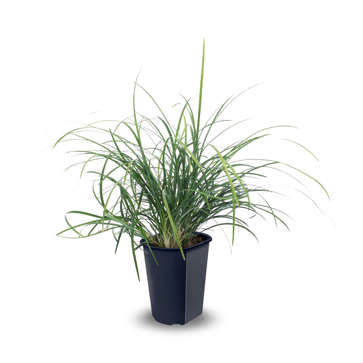 slide 1 of 4, Lowe's Multicolor Dwarf Mondo Grass Plant in 2 -Quart Pot 1 -Pack, 1 ct
