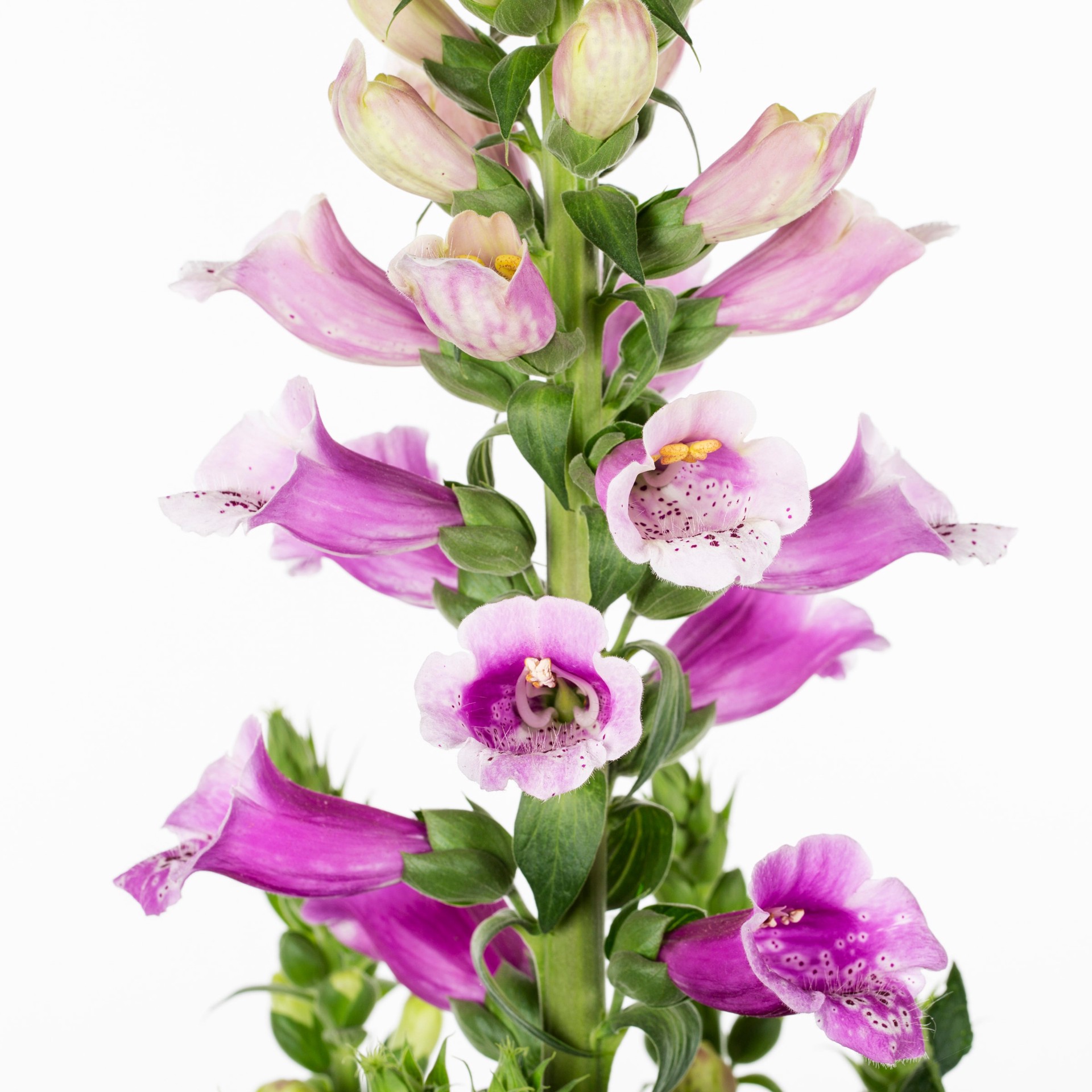 slide 2 of 5, Lowe's Multicolor Foxglove Plant in 1.50 -Gallon Pot 1.0 -Pack, 1 ct