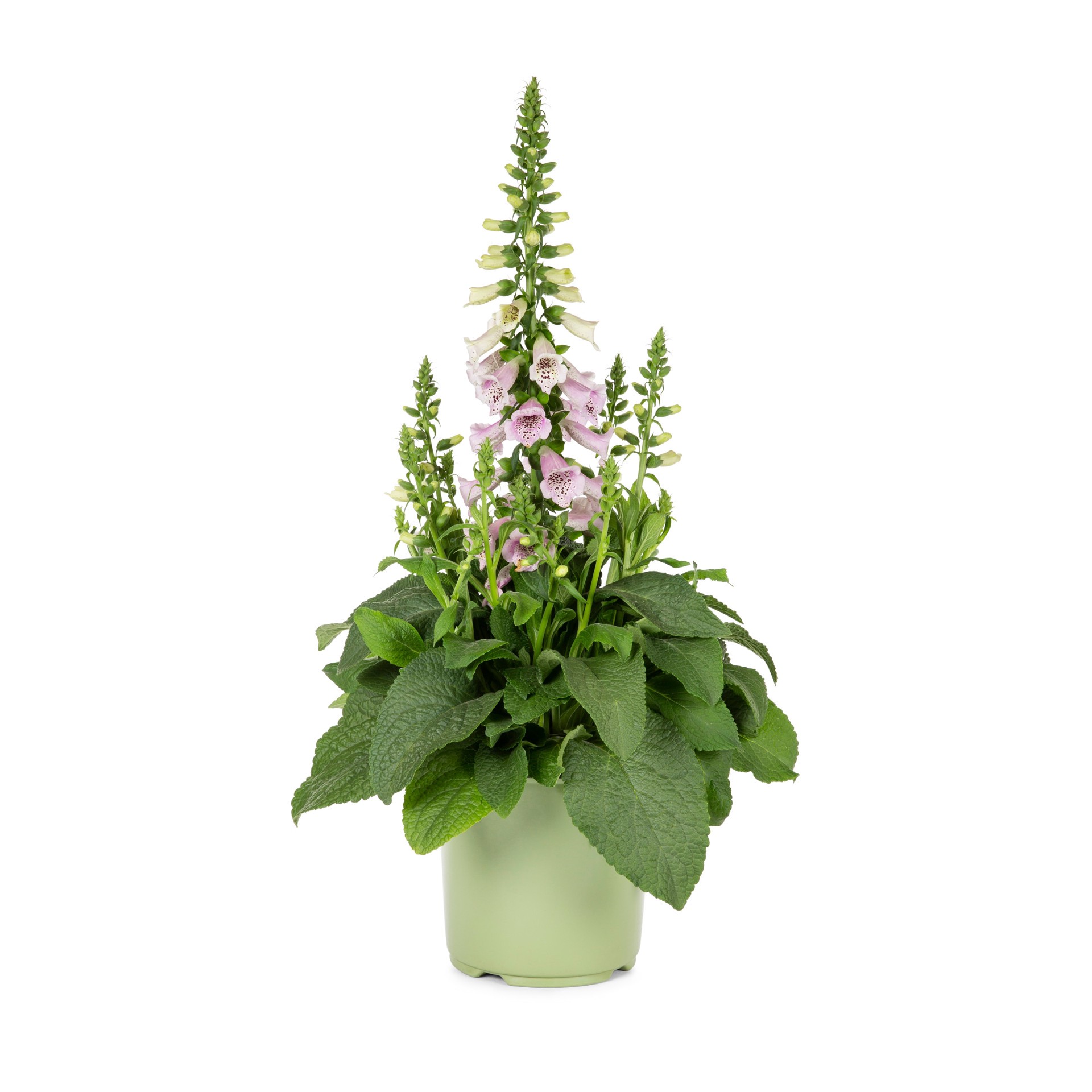 slide 3 of 5, Lowe's Multicolor Foxglove Plant in 1.50 -Gallon Pot 1.0 -Pack, 1 ct