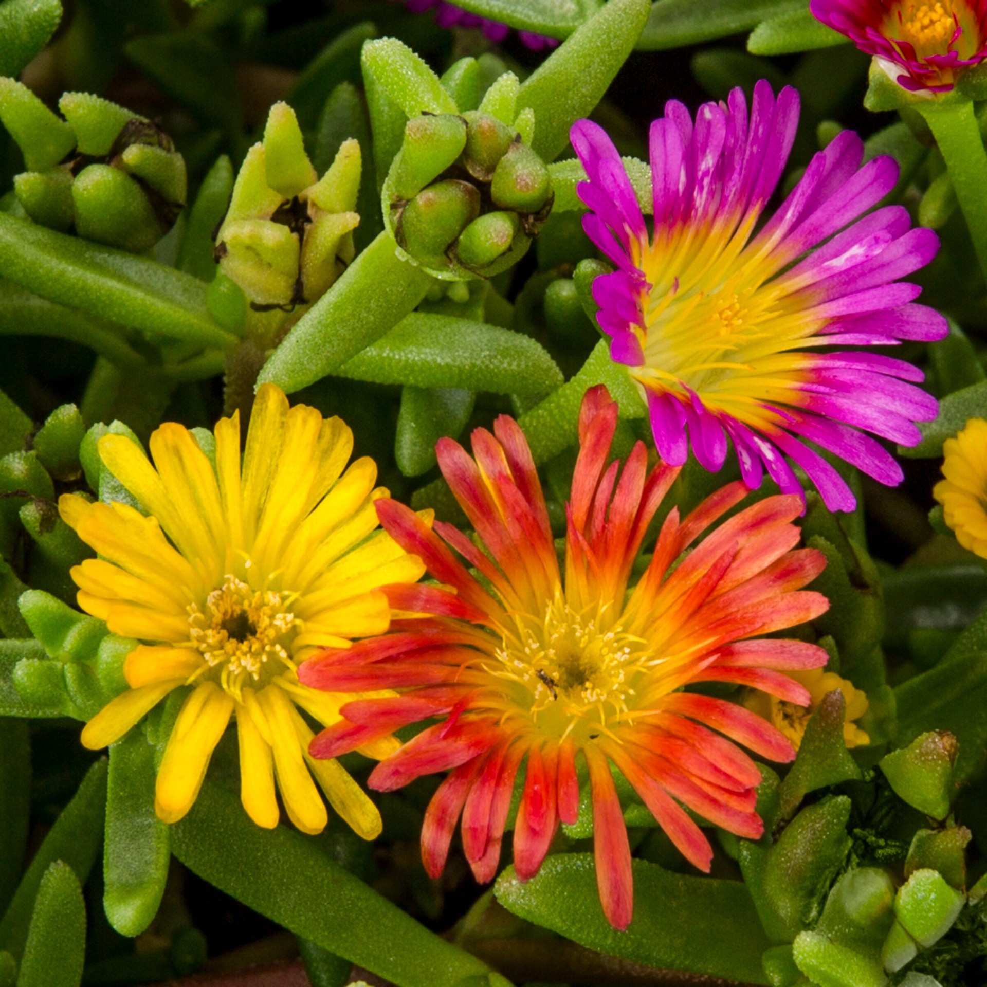 slide 2 of 4, Lowe's Multicolor Delosperma Plant in 18 -Pack Tray 18 -Pack, 1 ct