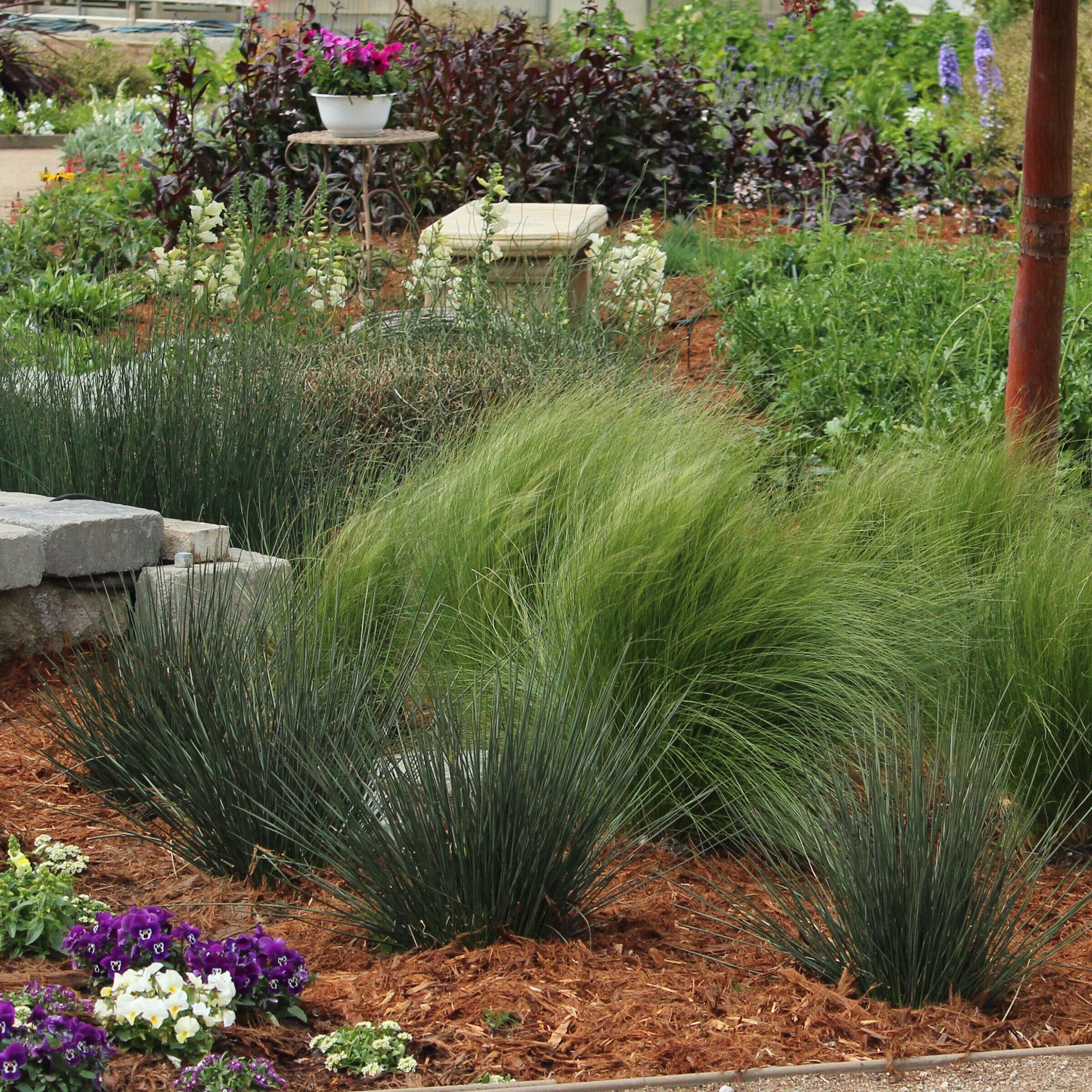 slide 3 of 3, Lowe's Nassella Feather Grass Plant in 2.5 -Quart, 1 ct