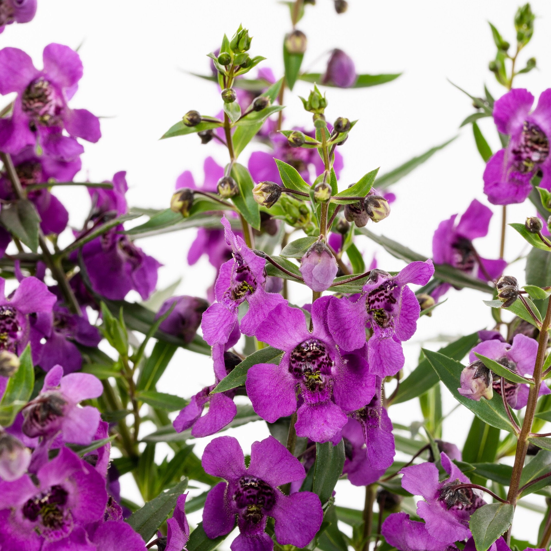 slide 2 of 4, Lowe's Purple Angelonia Plant in 1.75 -Gallon Planter 1.0 -Pack, 1 ct