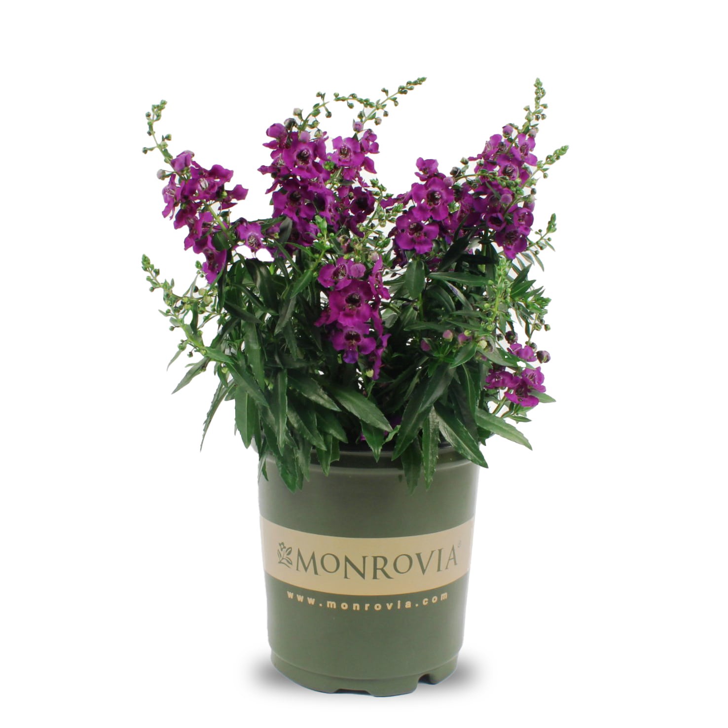 slide 1 of 4, Lowe's Purple Angelonia Plant in 1.75 -Gallon Planter 1.0 -Pack, 1 ct