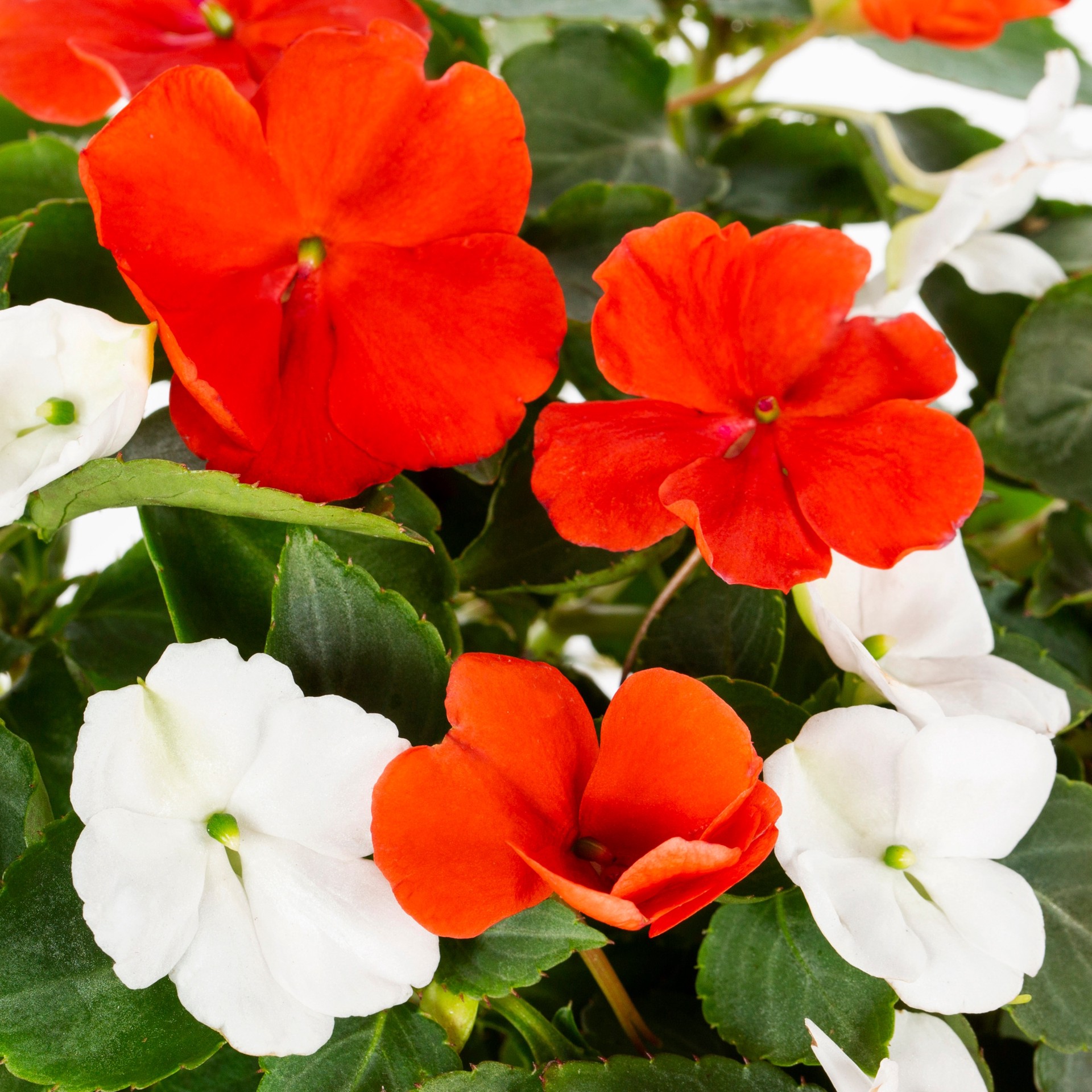 slide 2 of 6, Lowe's Multicolor Impatiens in 1 Pint Pot 1 -Pack, 1 ct