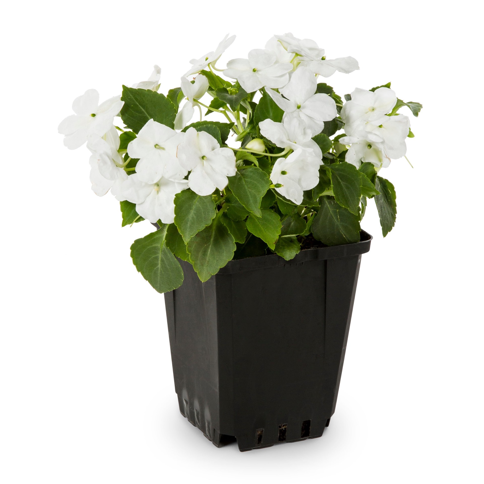 slide 3 of 6, Lowe's Multicolor Impatiens in 1 Pint Pot 1 -Pack, 1 ct