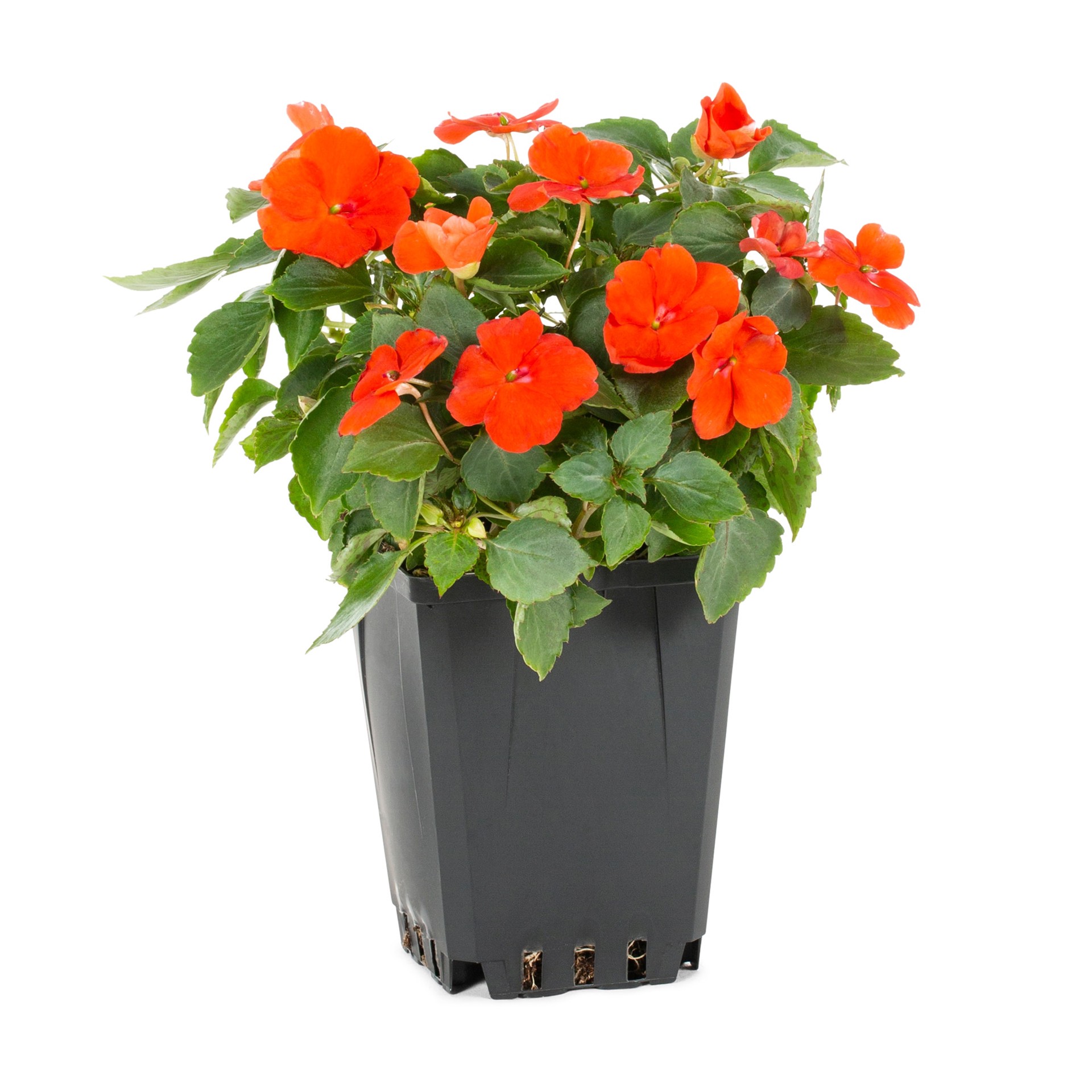 slide 5 of 6, Lowe's Multicolor Impatiens in 1 Pint Pot 1 -Pack, 1 ct