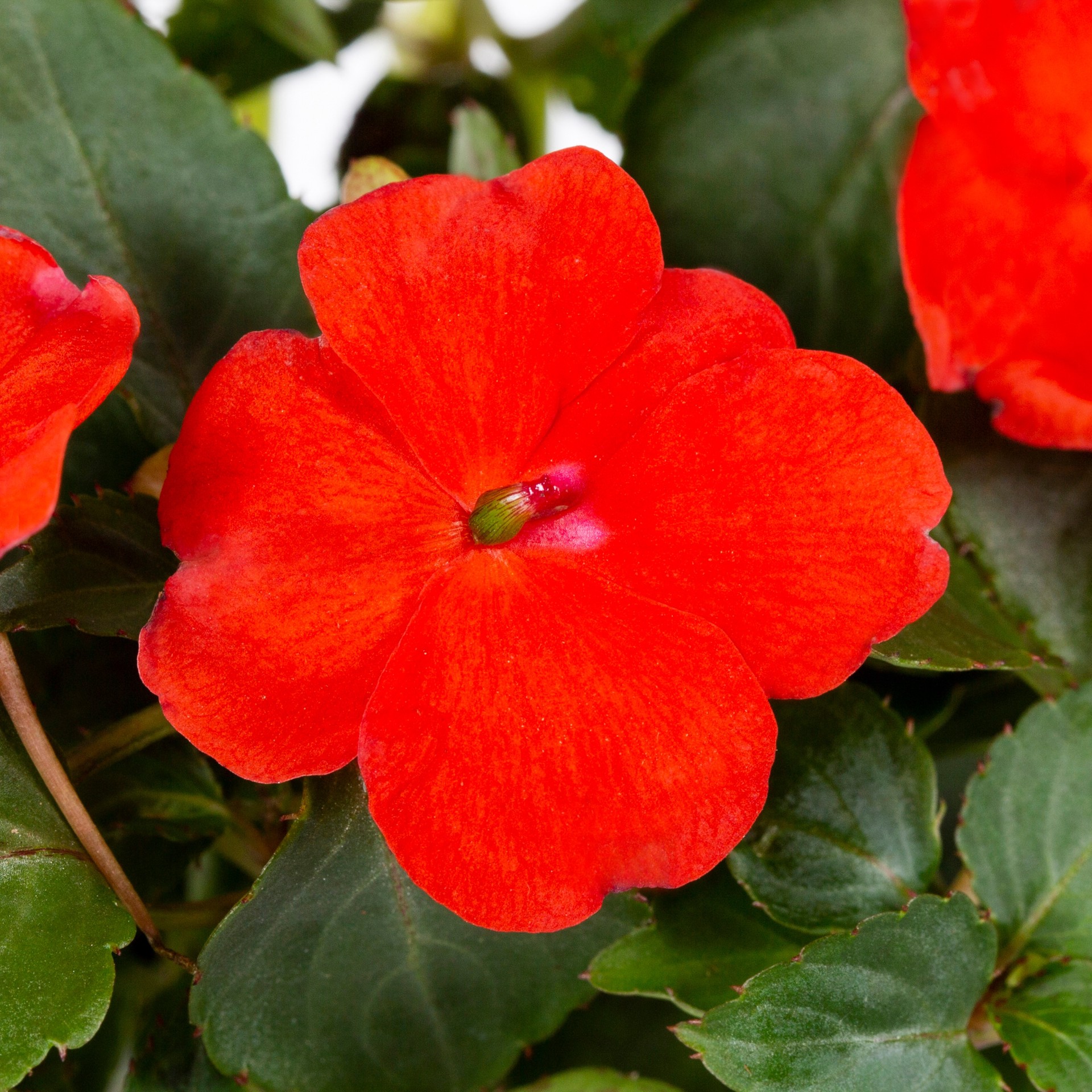 slide 6 of 6, Lowe's Multicolor Impatiens in 1 Pint Pot 1 -Pack, 1 ct