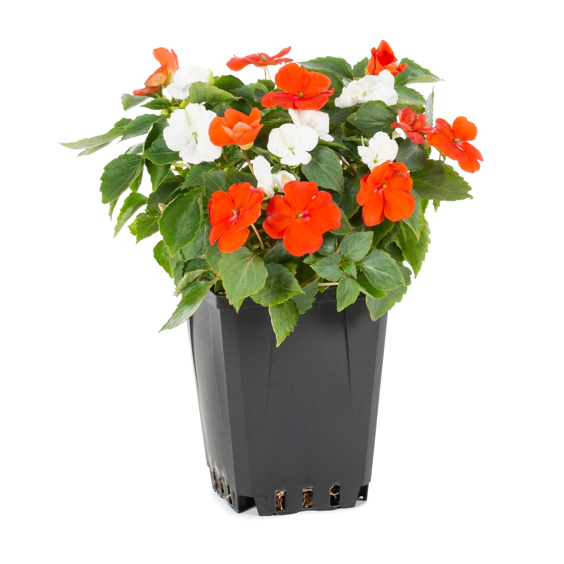 slide 1 of 6, Lowe's Multicolor Impatiens in 1 Pint Pot 1 -Pack, 1 ct