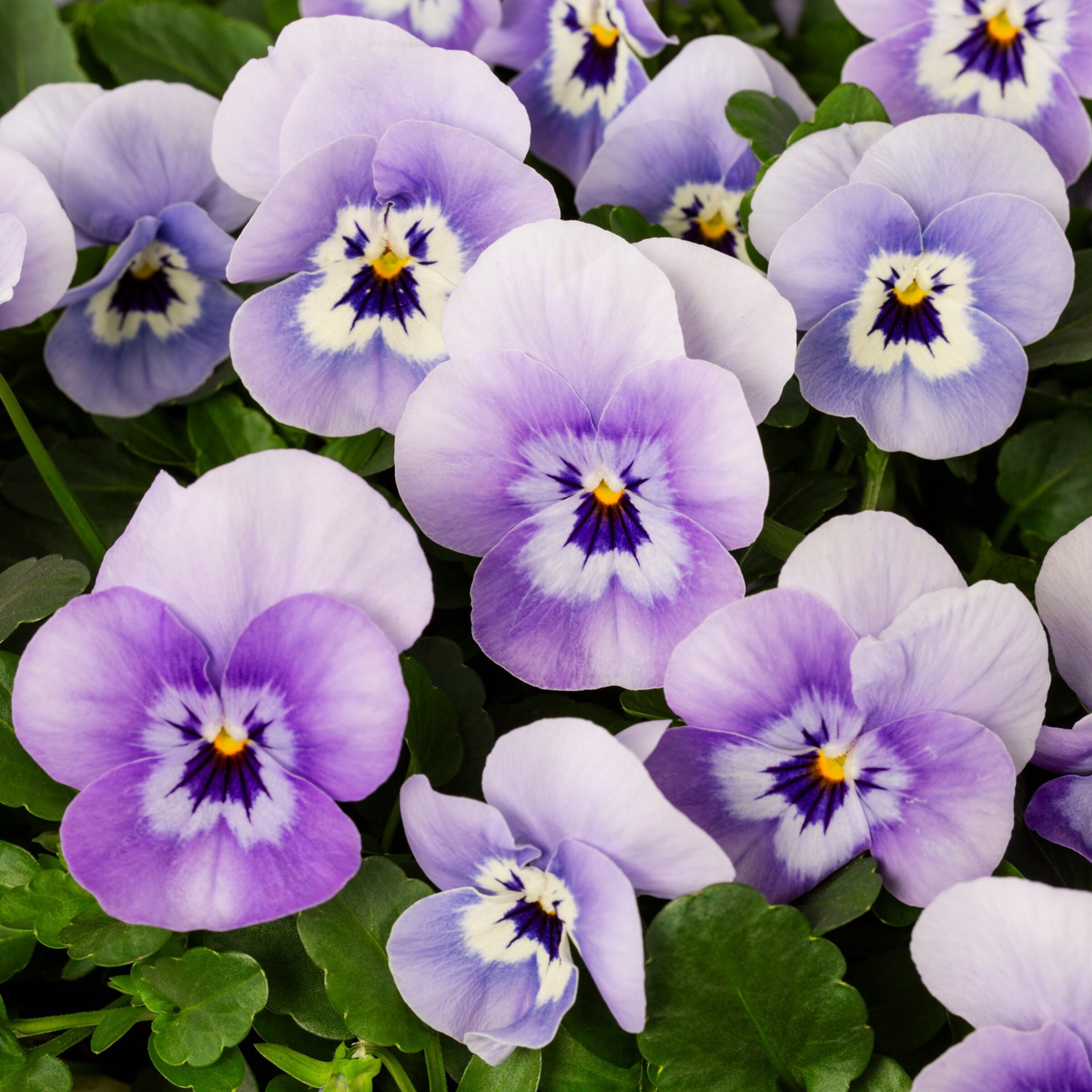 slide 2 of 3, Lowe's Multicolor Pansy in 1.75 Gallon(s) Planter 1 -Pack, 1 ct