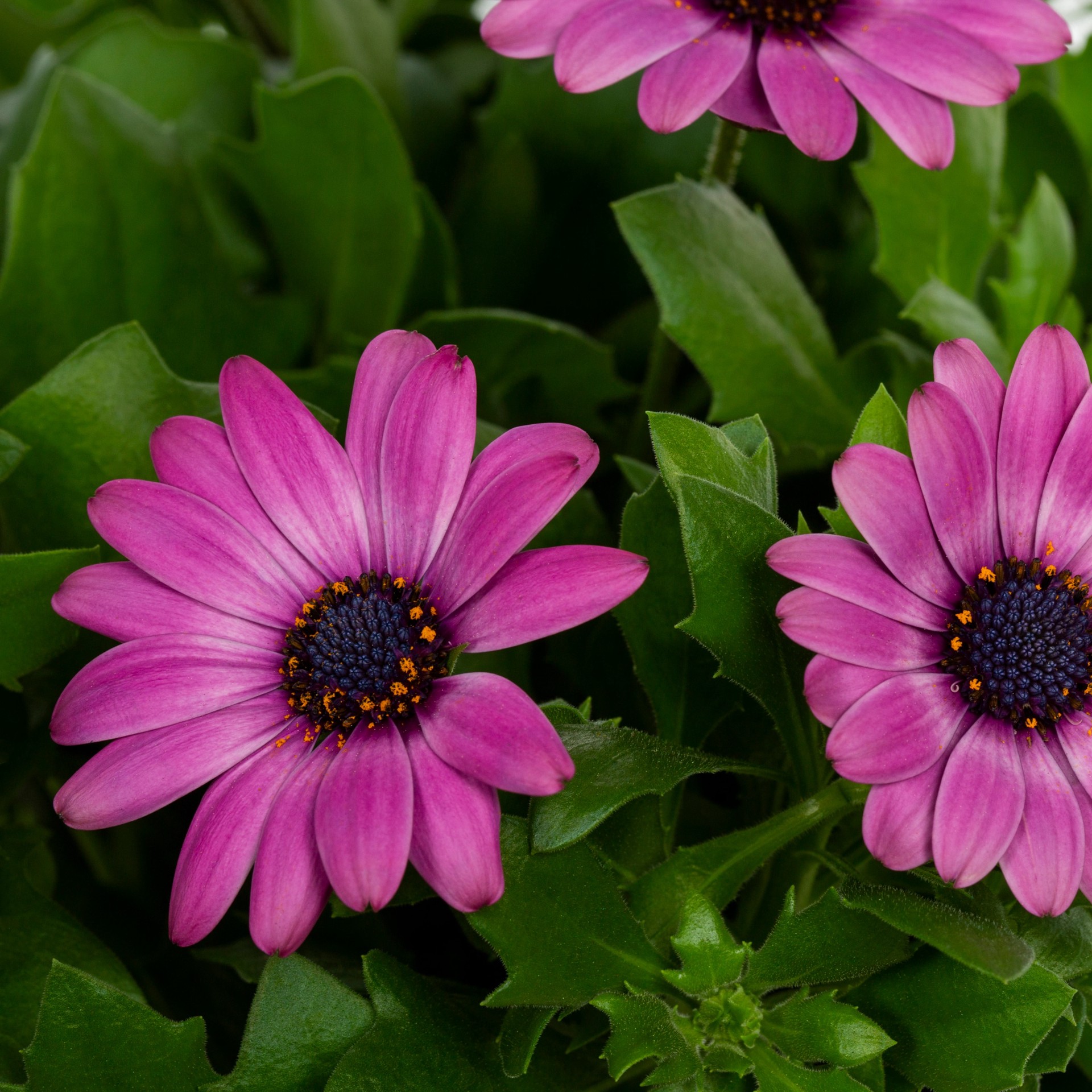 slide 2 of 4, Lowe's Pink Margarita African Daisy in 1.5 Pint Pot 1.0 -Pack, 1 ct