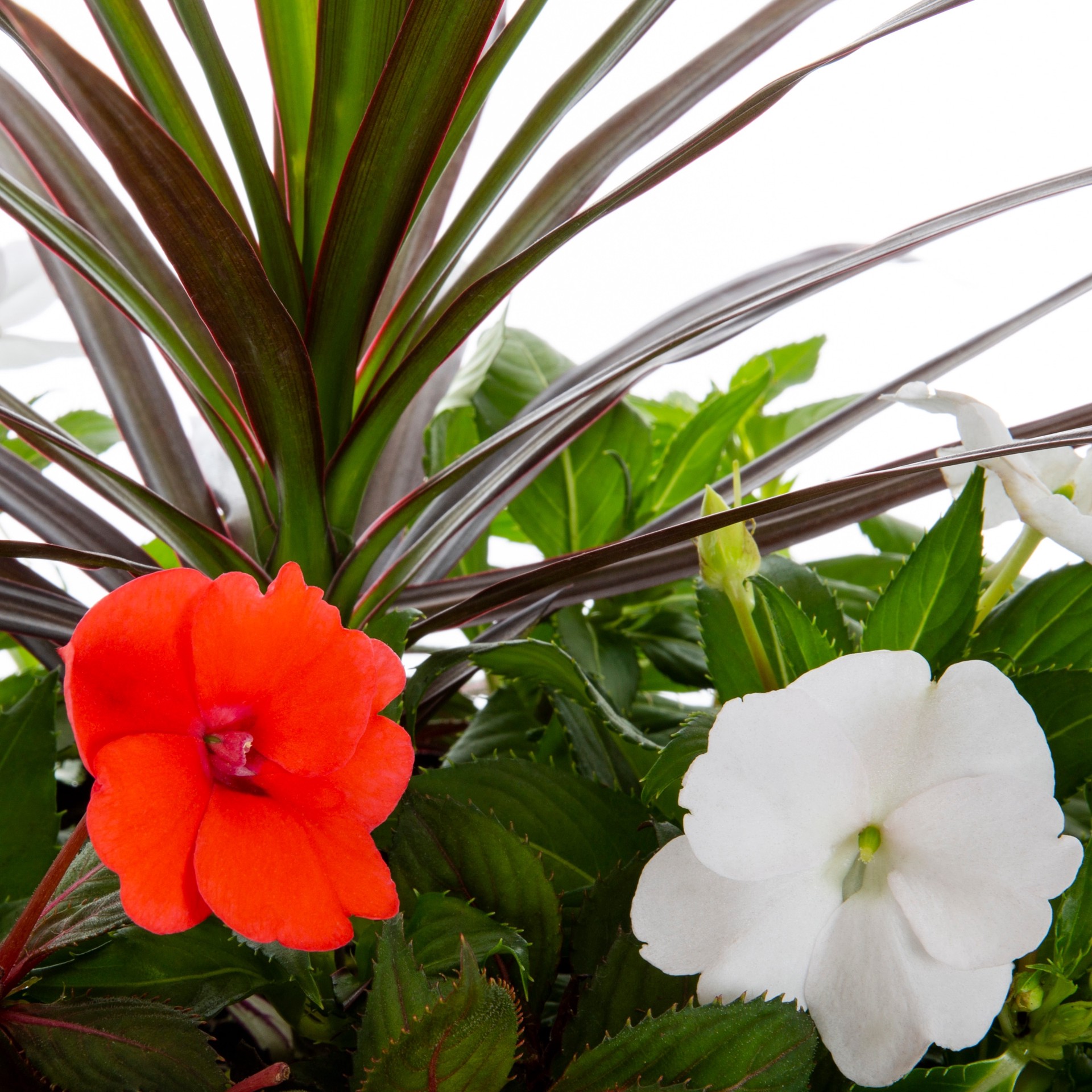 slide 2 of 2, Lowe's Multicolor SunPatiens#174 Best Friend in 3 Gallon(s) Planter, 1 ct