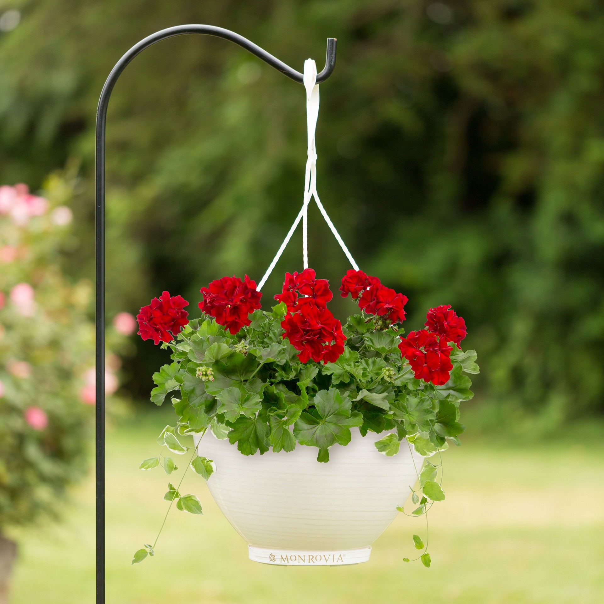 slide 2 of 4, Lowe's Multicolor Geranium in 2.5 Gallon(s) Hanging basket 1 -Pack, 1 ct