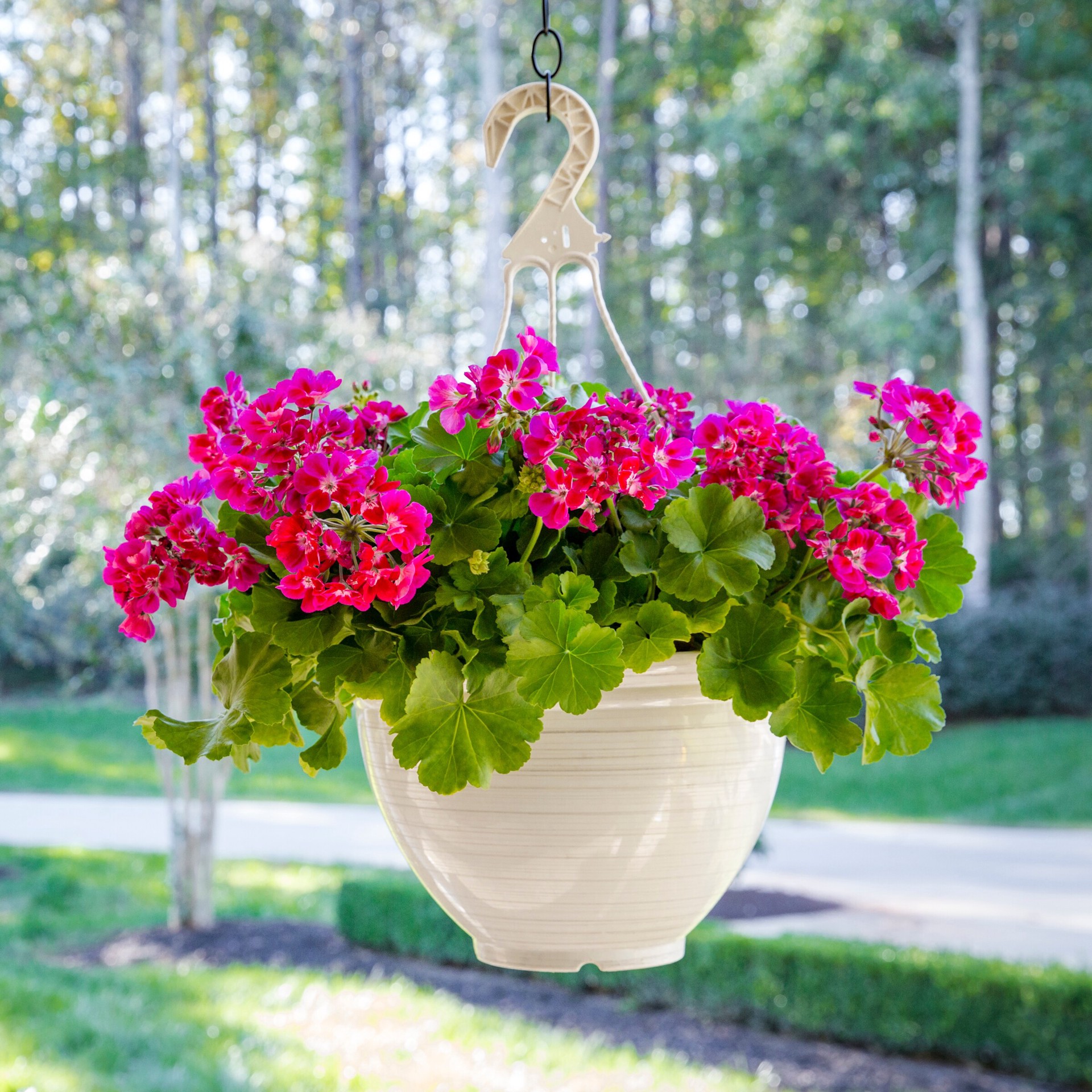 slide 3 of 4, Lowe's Multicolor Geranium in 2.5 Gallon(s) Hanging basket 1 -Pack, 1 ct