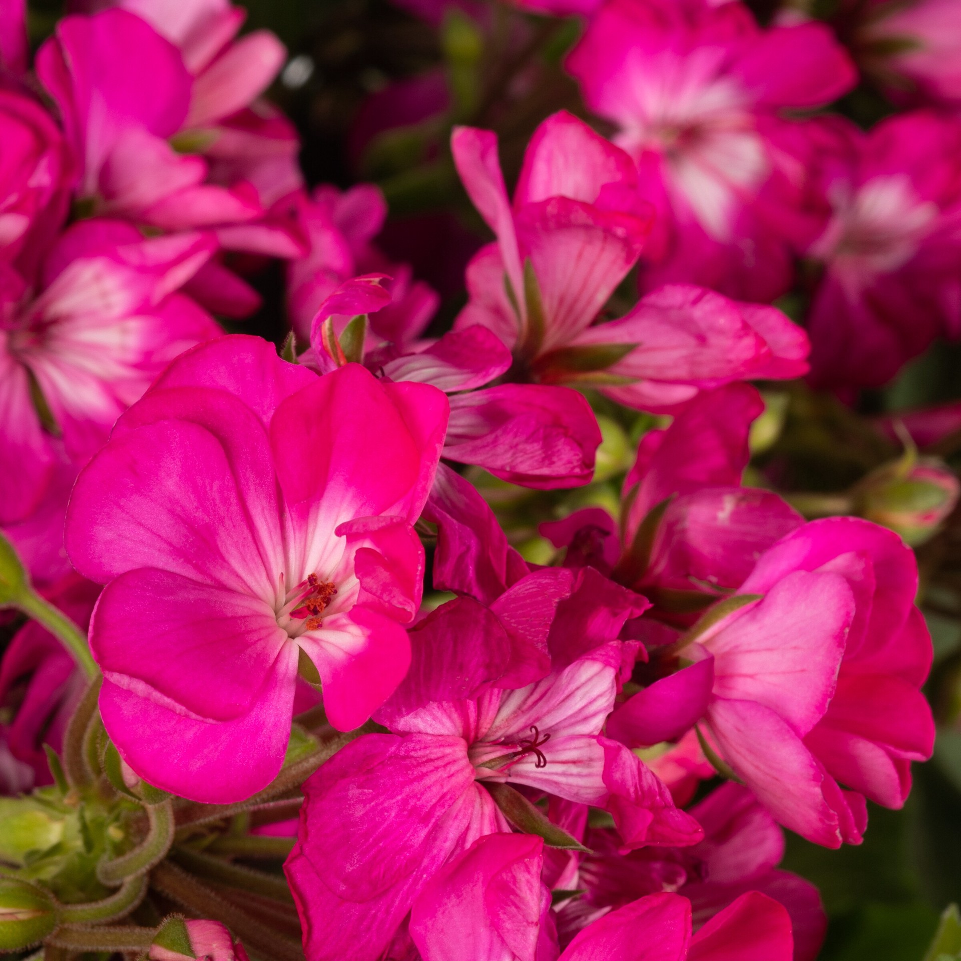 slide 4 of 4, Lowe's Multicolor Geranium in 2.5 Gallon(s) Hanging basket 1 -Pack, 1 ct