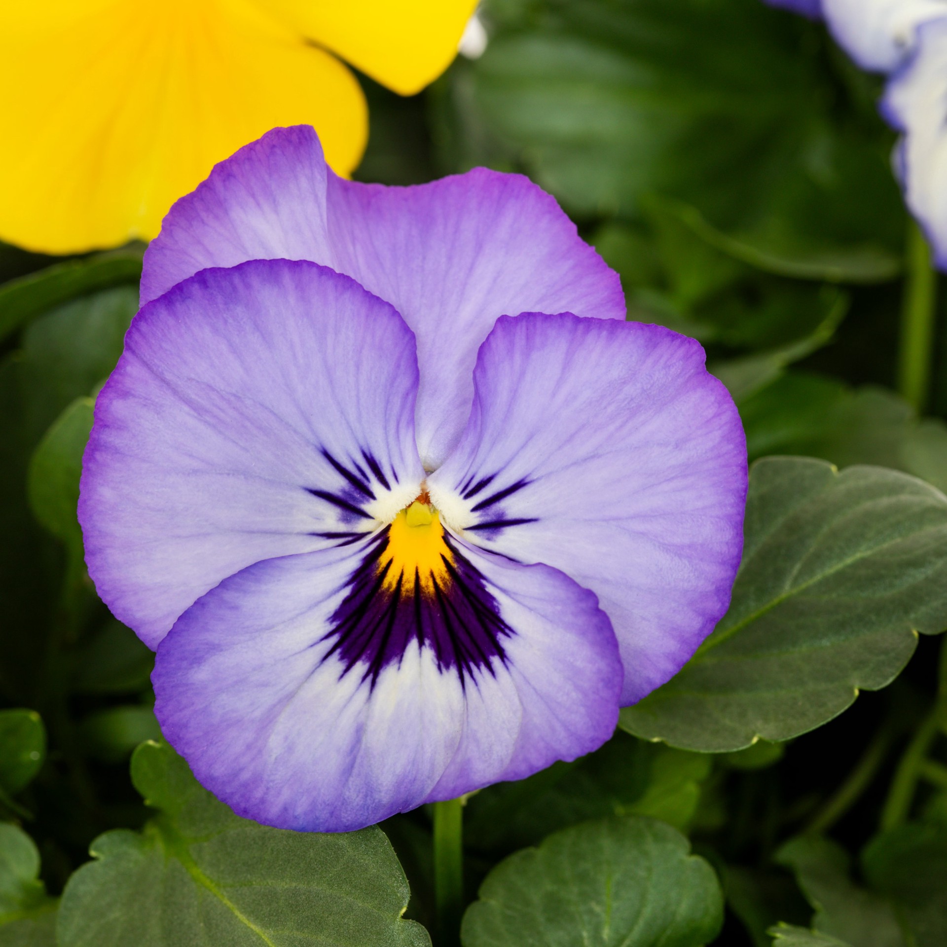 slide 2 of 3, Lowe's Multicolor Viola in 1.5 Gallon(s) Hanging basket 1 -Pack, 1 ct