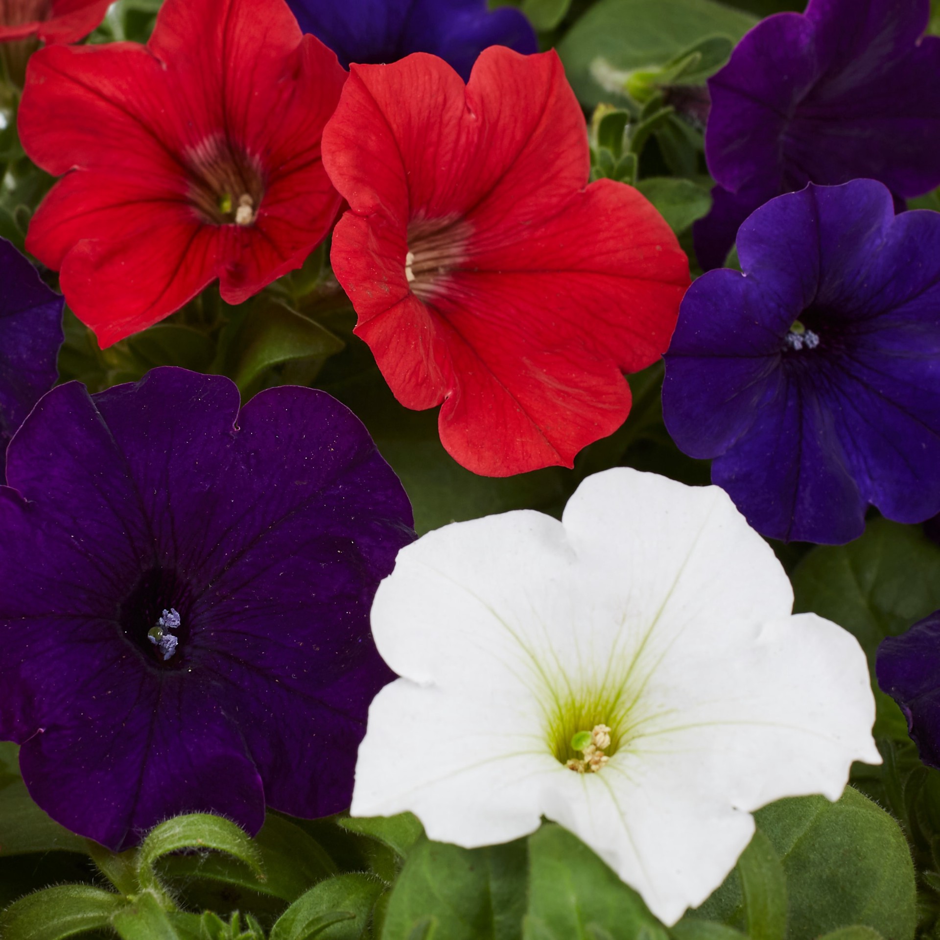 slide 2 of 5, Lowe's Multicolor Petunia in 1.5 Gallon(s) Hanging basket 1 -Pack, 1 ct
