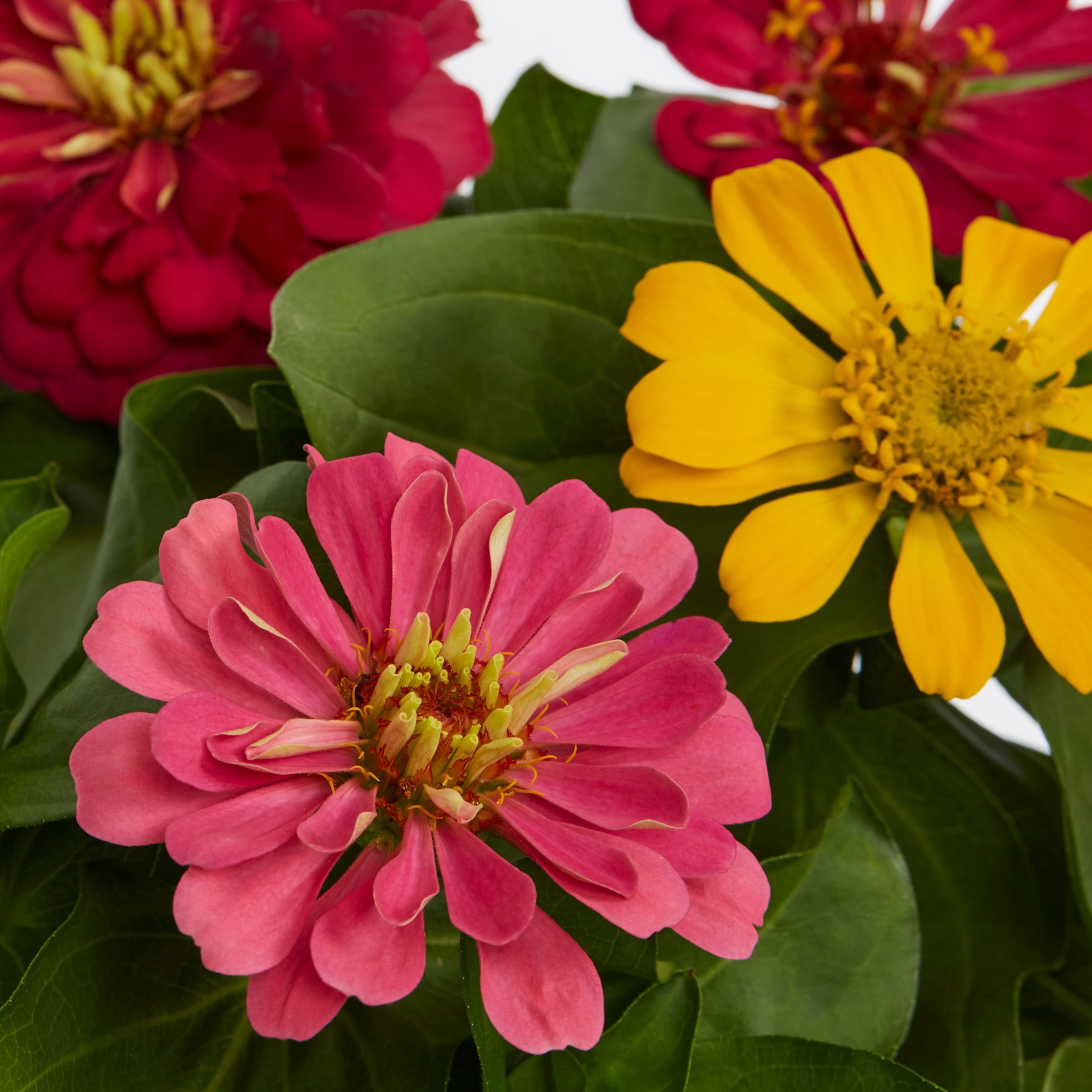 slide 2 of 4, Monrovia Multicolor ZINNIA in 2 Quart(s) Pot 3 -Pack, 1 ct