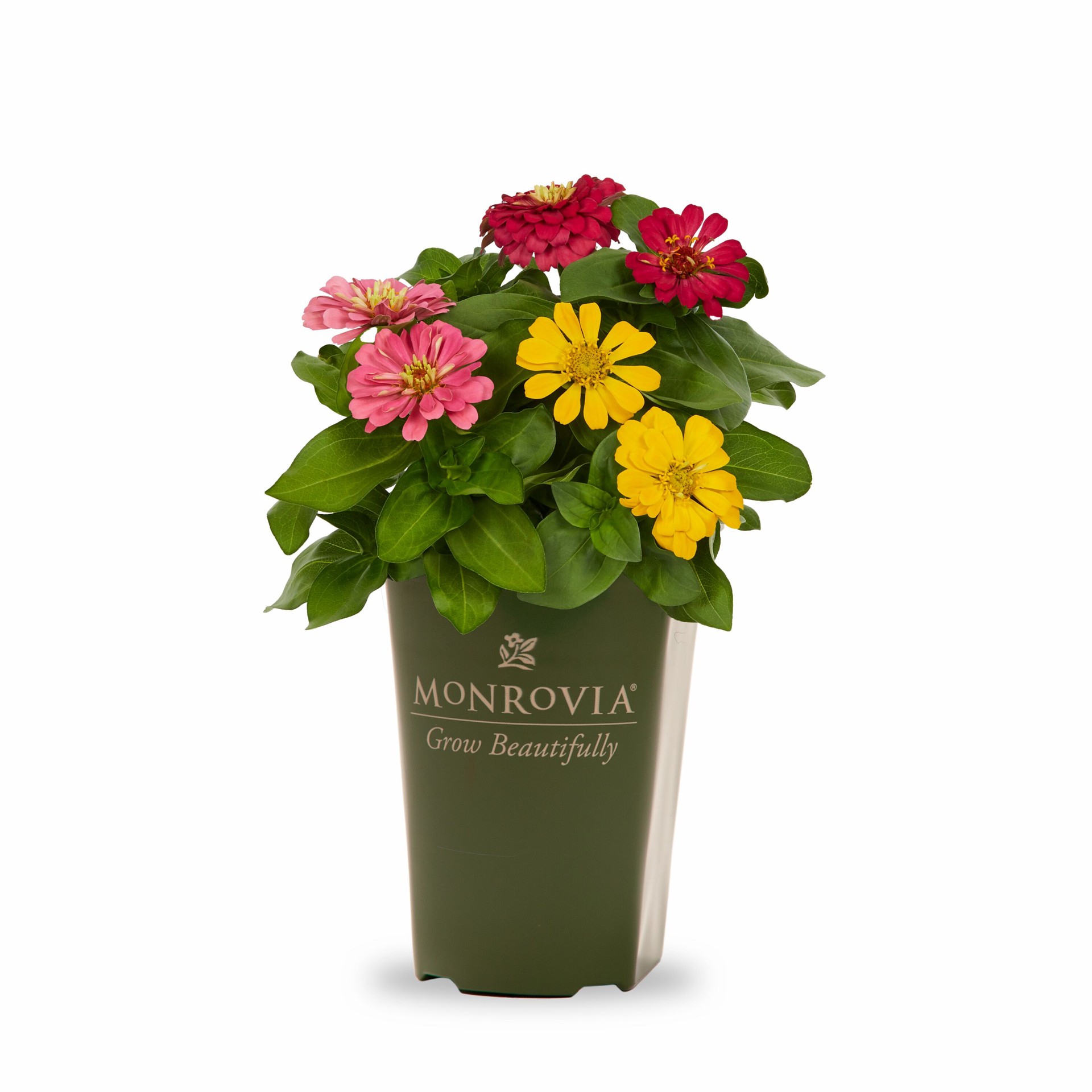 slide 1 of 4, Monrovia Multicolor ZINNIA in 2 Quart(s) Pot 3 -Pack, 1 ct