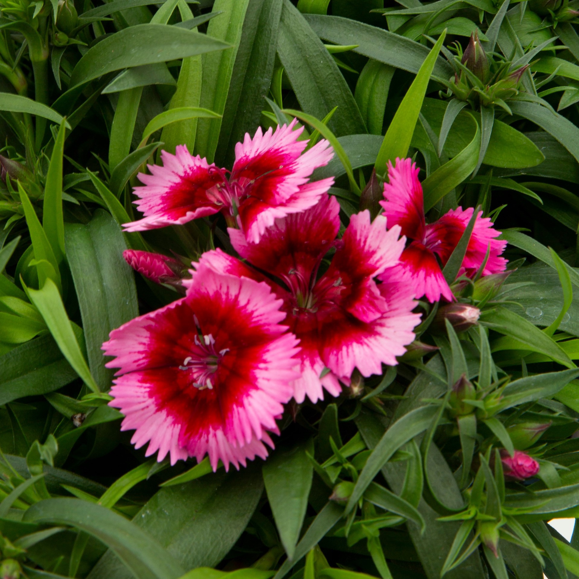 slide 3 of 6, Lowe's Multicolor Dianthus in 1 Pint Pot 1 -Pack, 1 ct